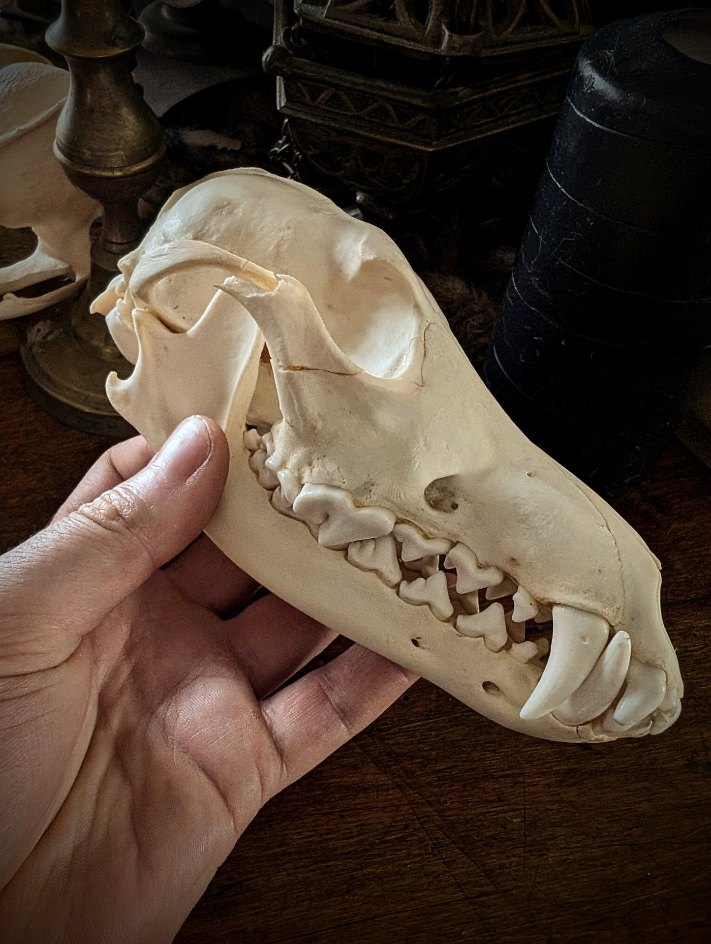 Coyote skull