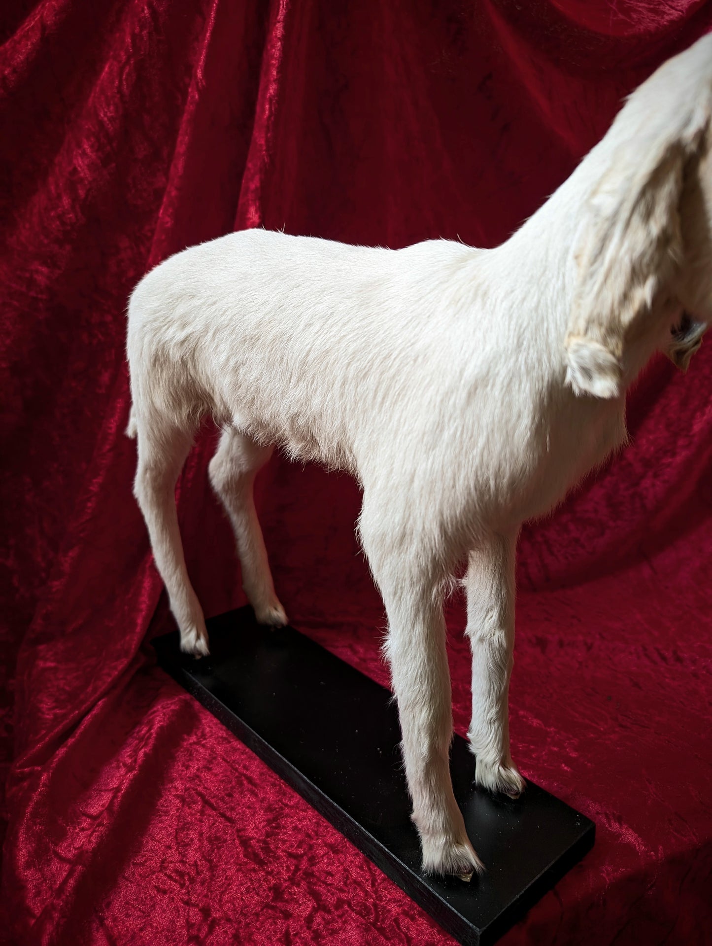 Rare Cyclop Goat taxidermy