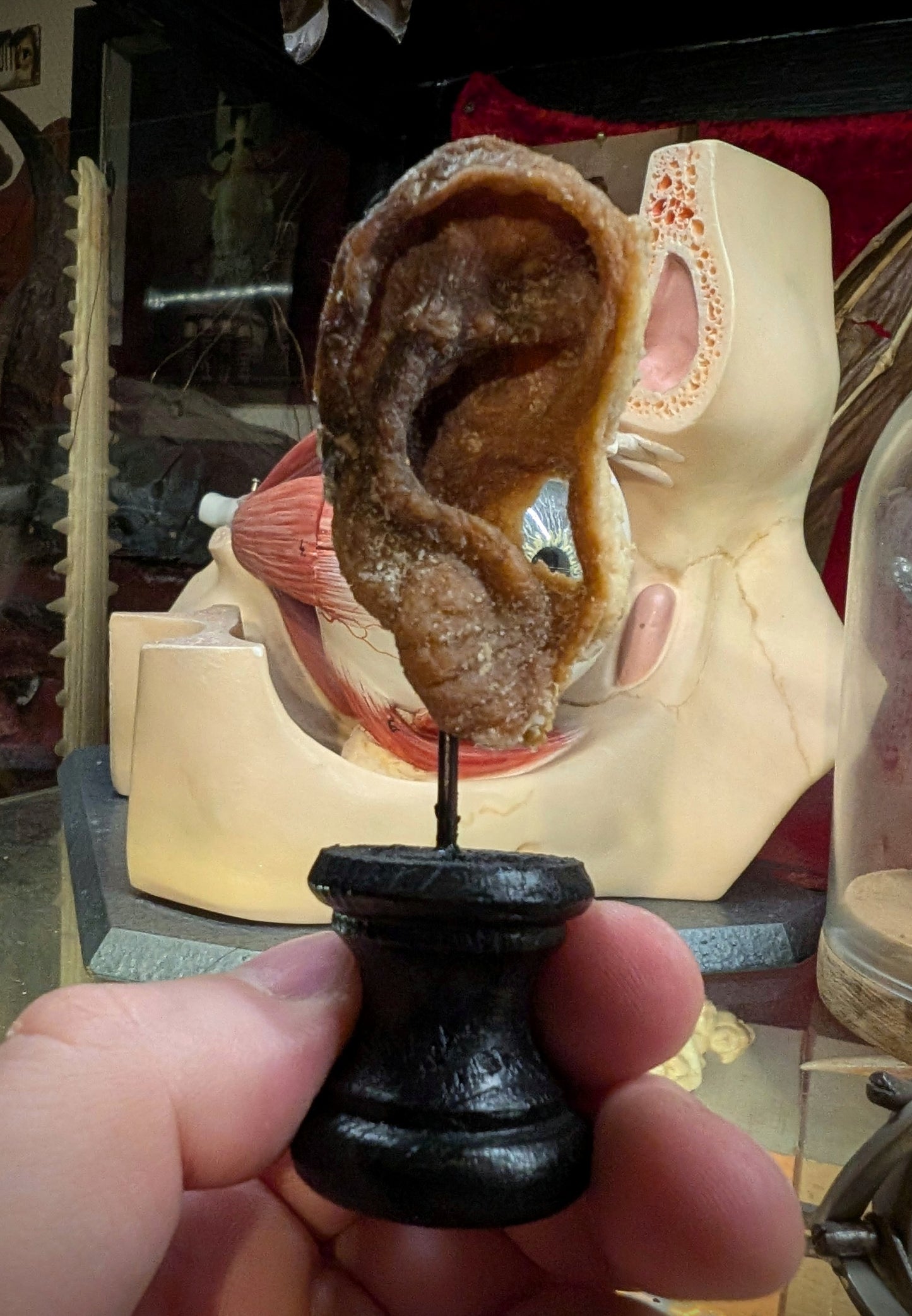 Mummified old ear (medical collection from Belgium)