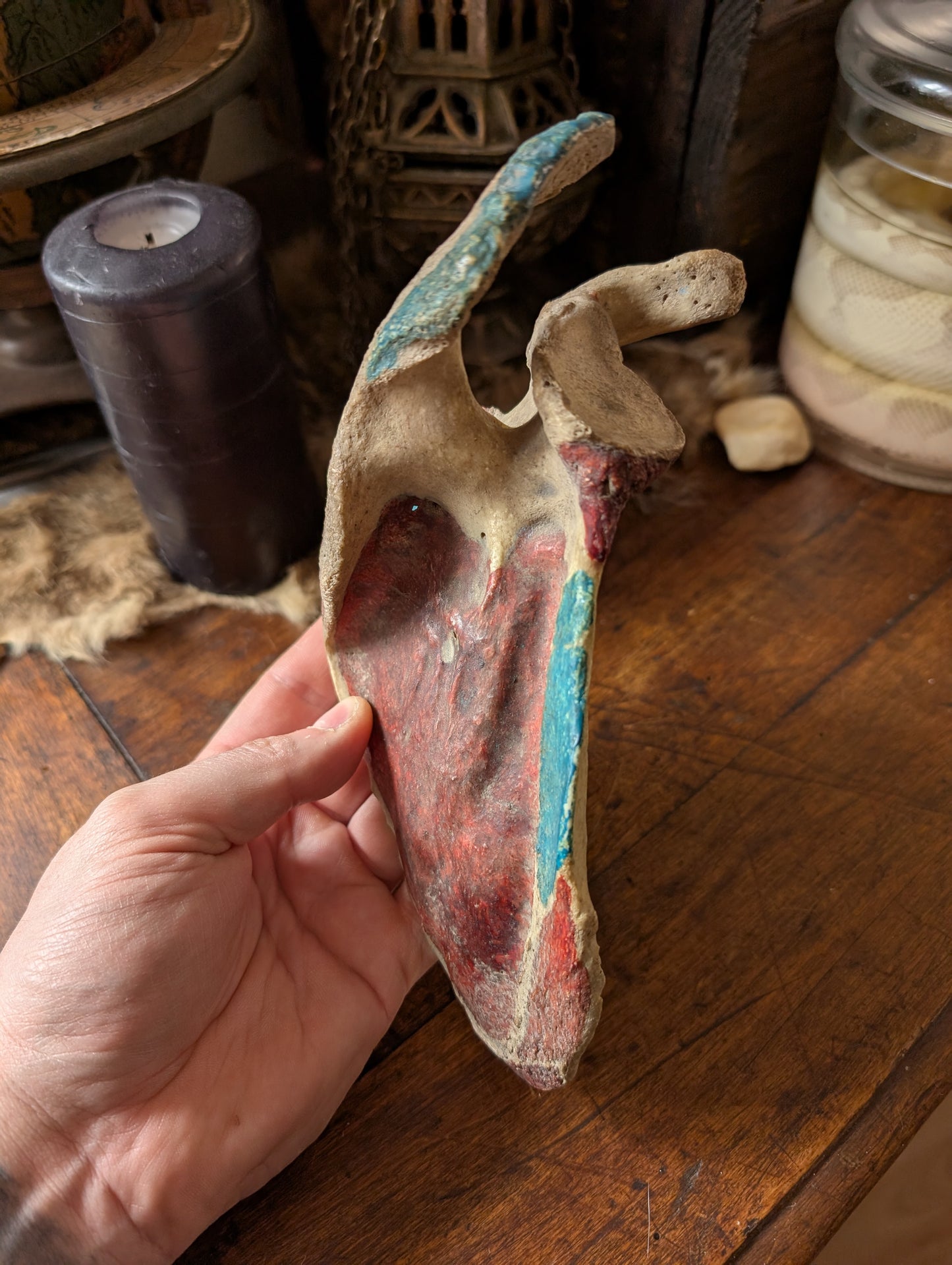 Antique medical Scapula From late 19th with original painting