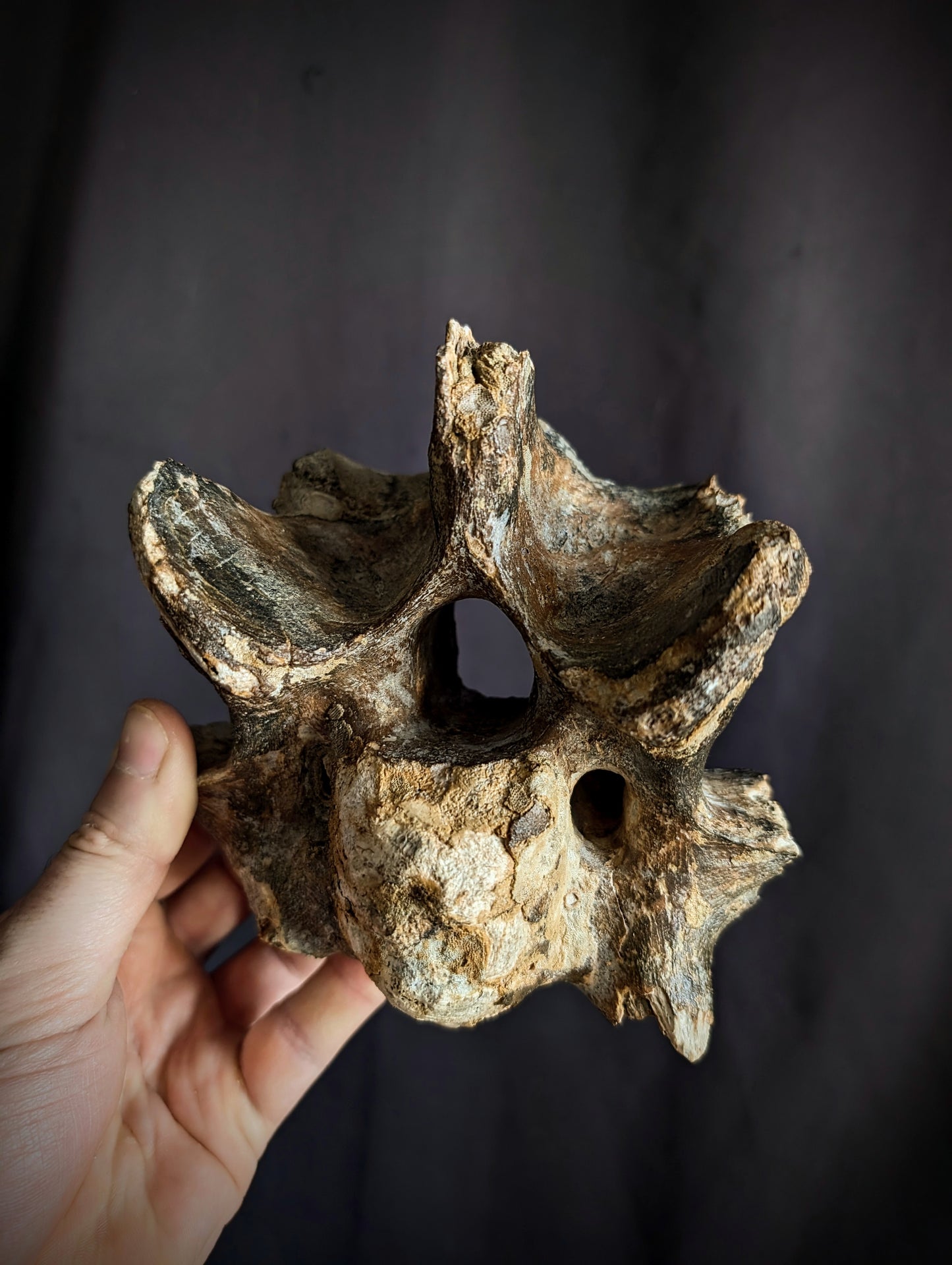 50 000-years old Bison Vertebrae fossil #2