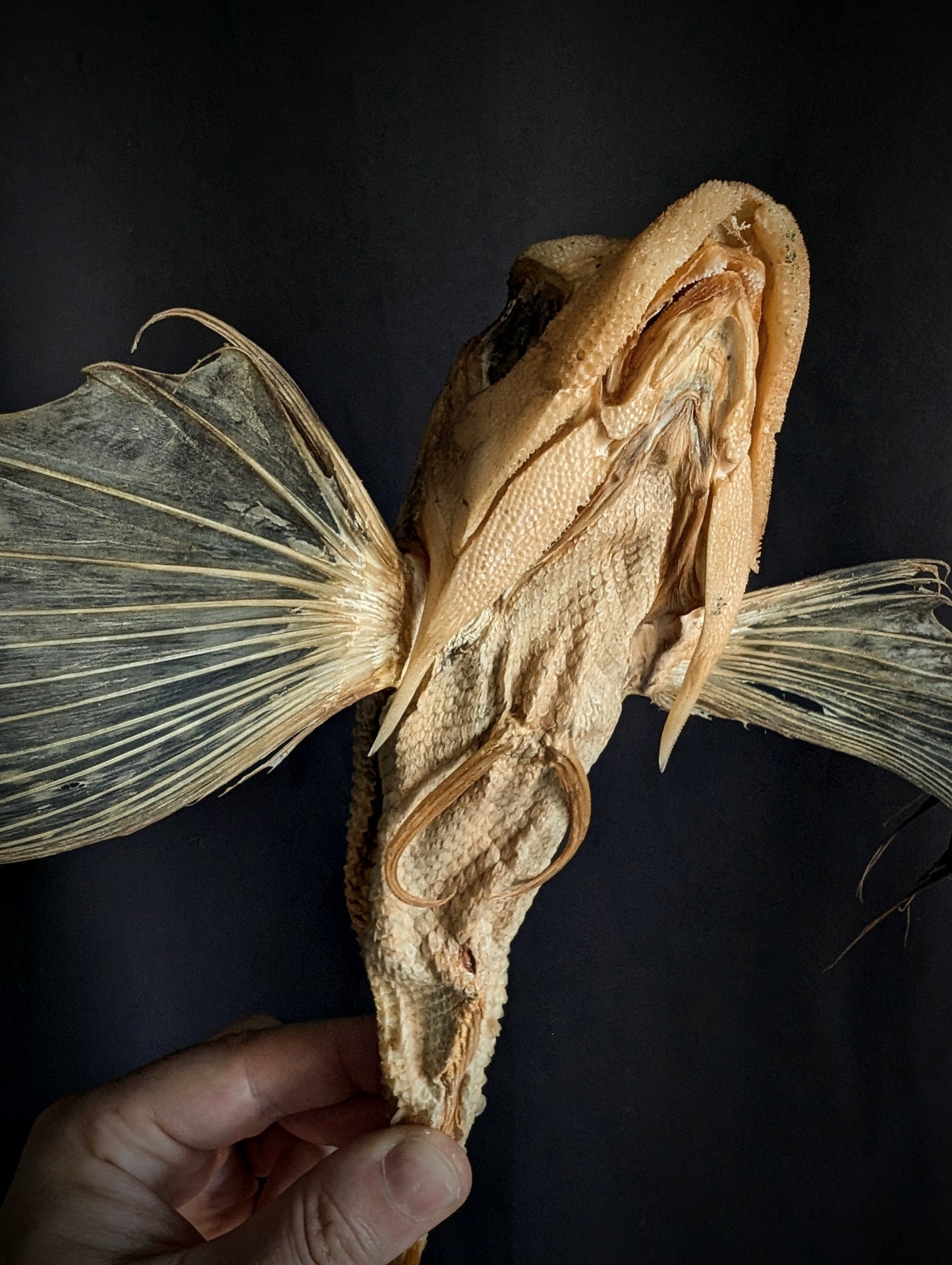 Old Rare Flying Fish Dactyloptena orientalis from Balicasag Island (Philippines)