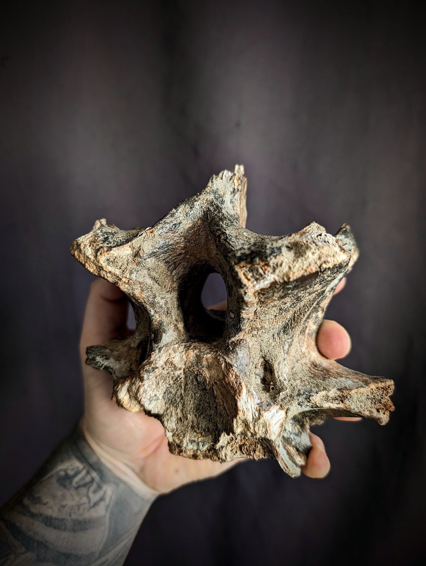 50 000-years old Bison Vertebrae fossil #2