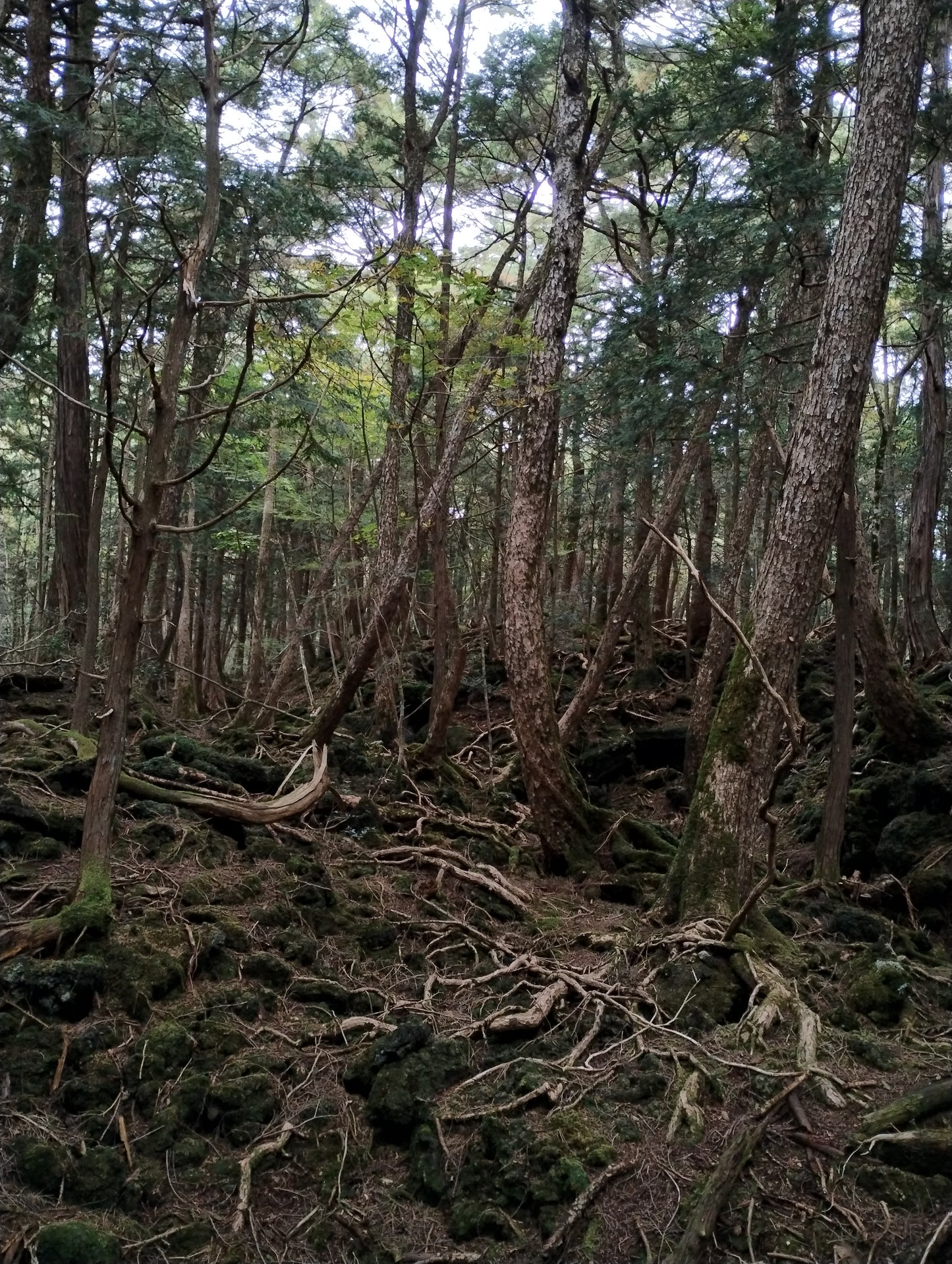 Blue string from the Suicide forest Aokigahara in Japan 120cm