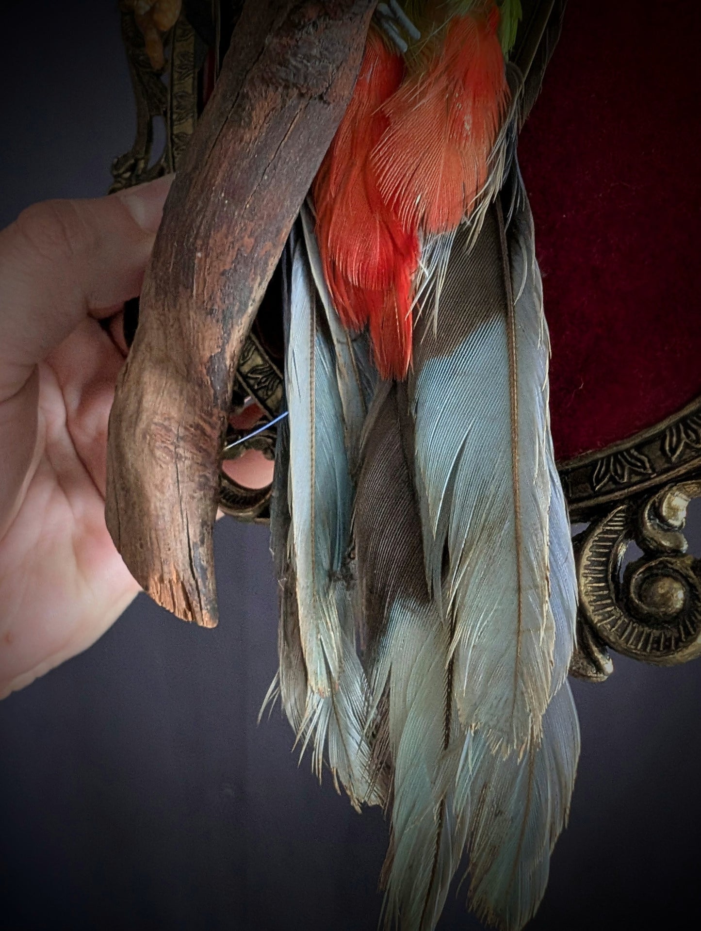 Old platycercus eximius parakeet on a baroque frame (1960's taxidermy)