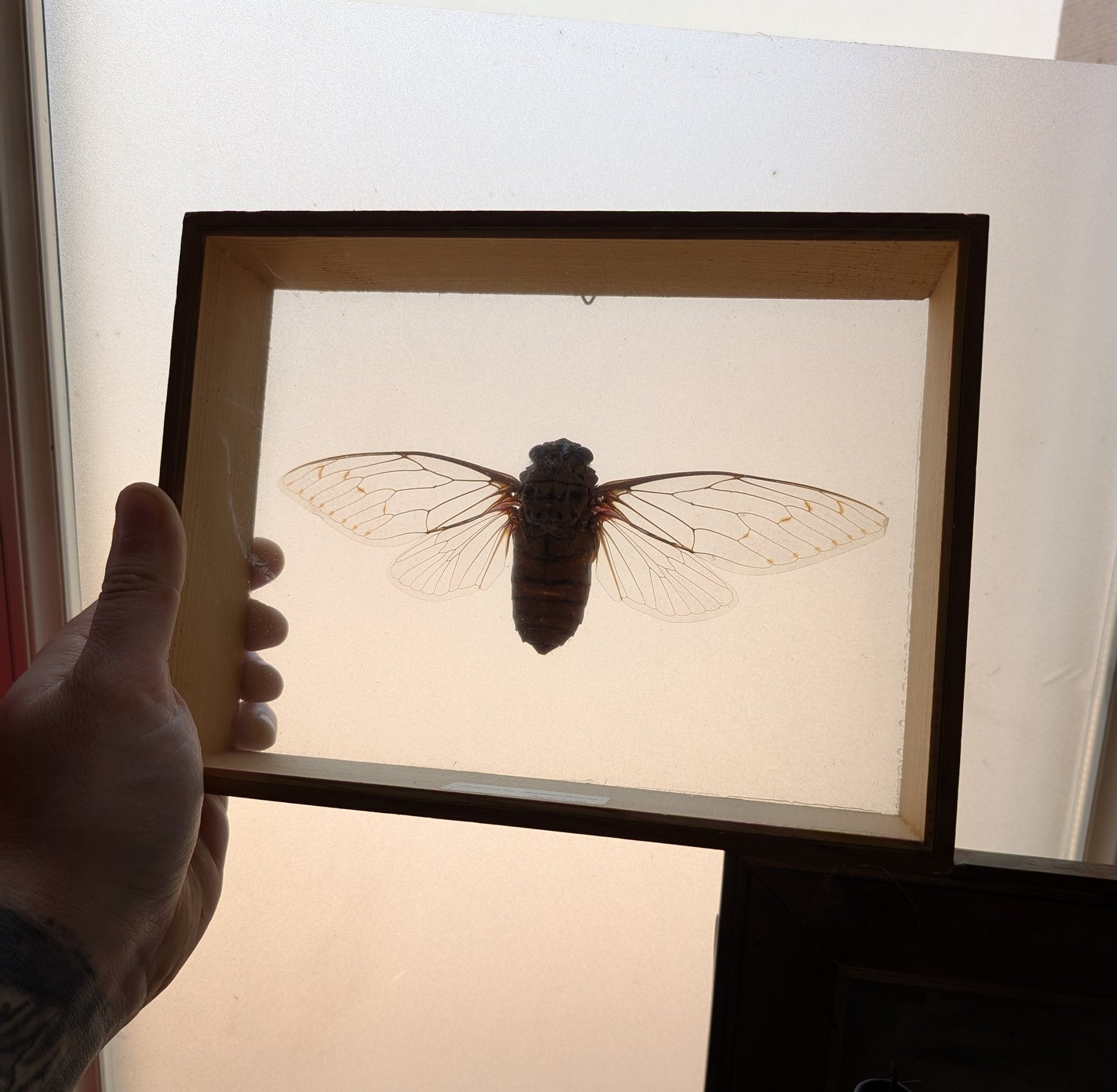 Old Cicada Pomponia Imperatoria from Malaysia in frame 24x18cm