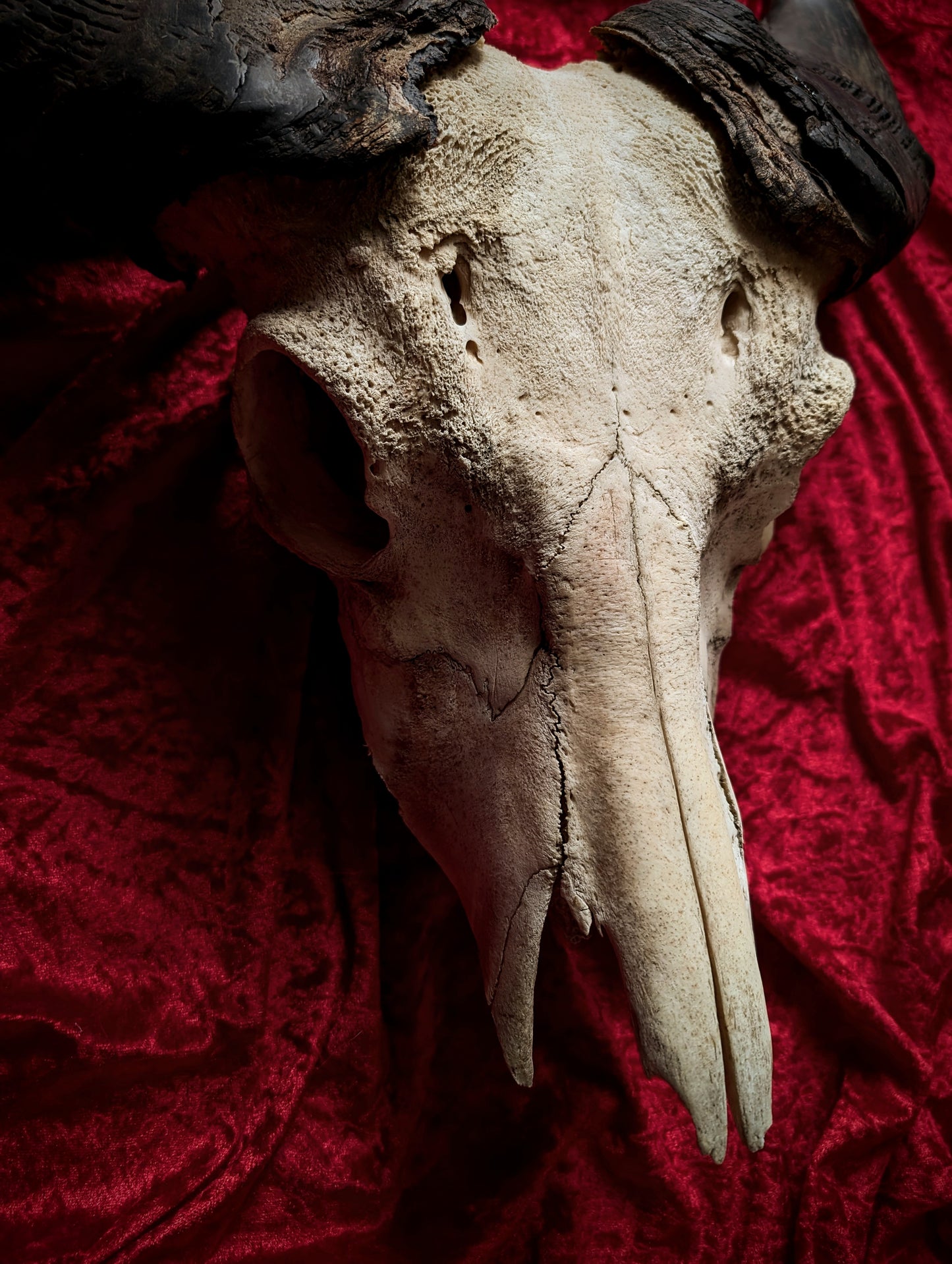 African Buffalo Skull 60cm