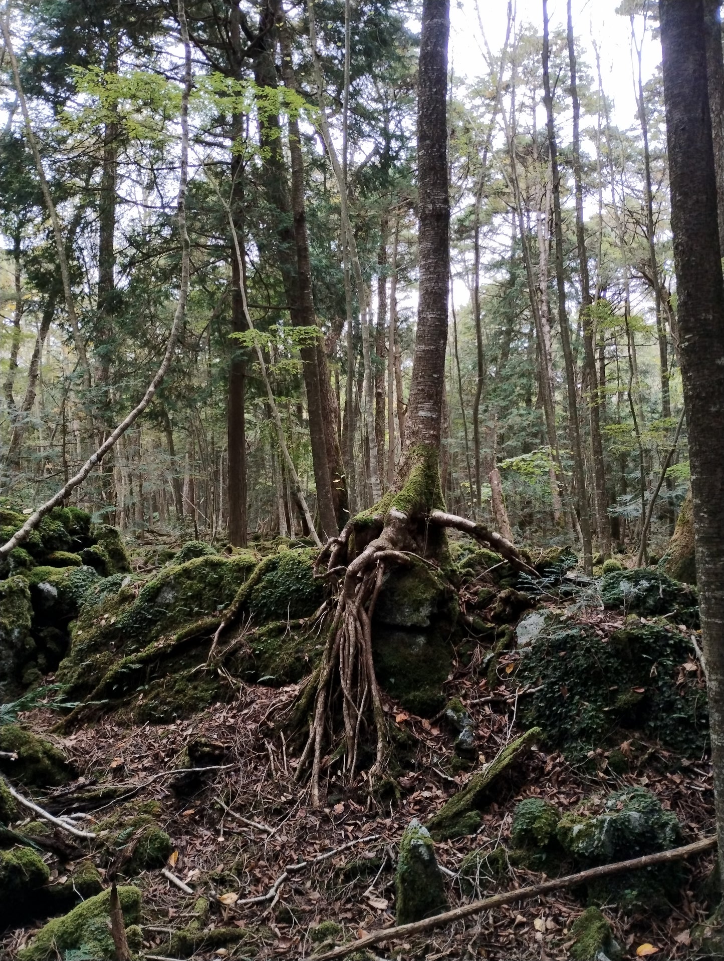 Blue string from the Suicide forest Aokigahara in Japan 120cm