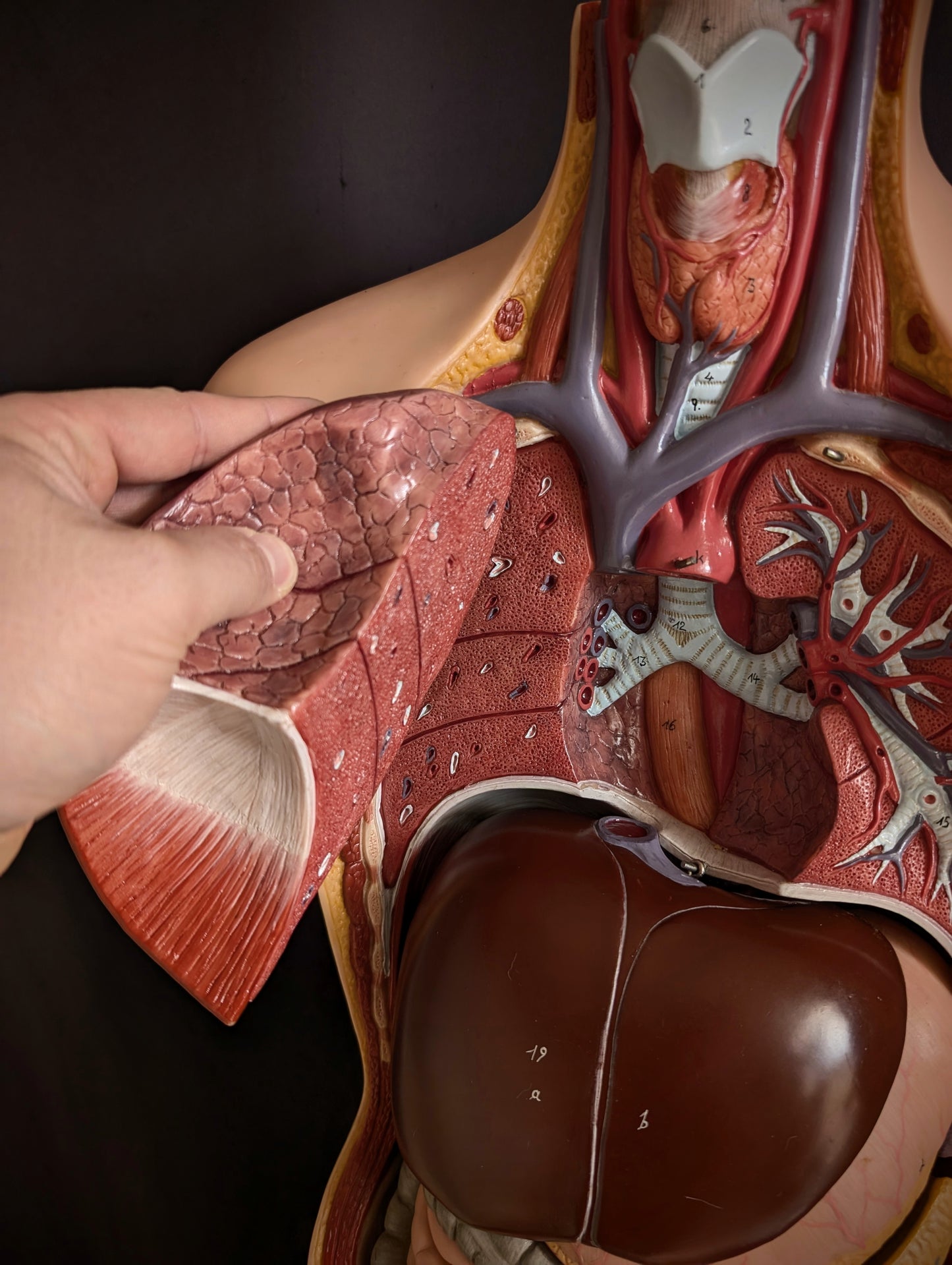 Vintage anatomical model from Germany