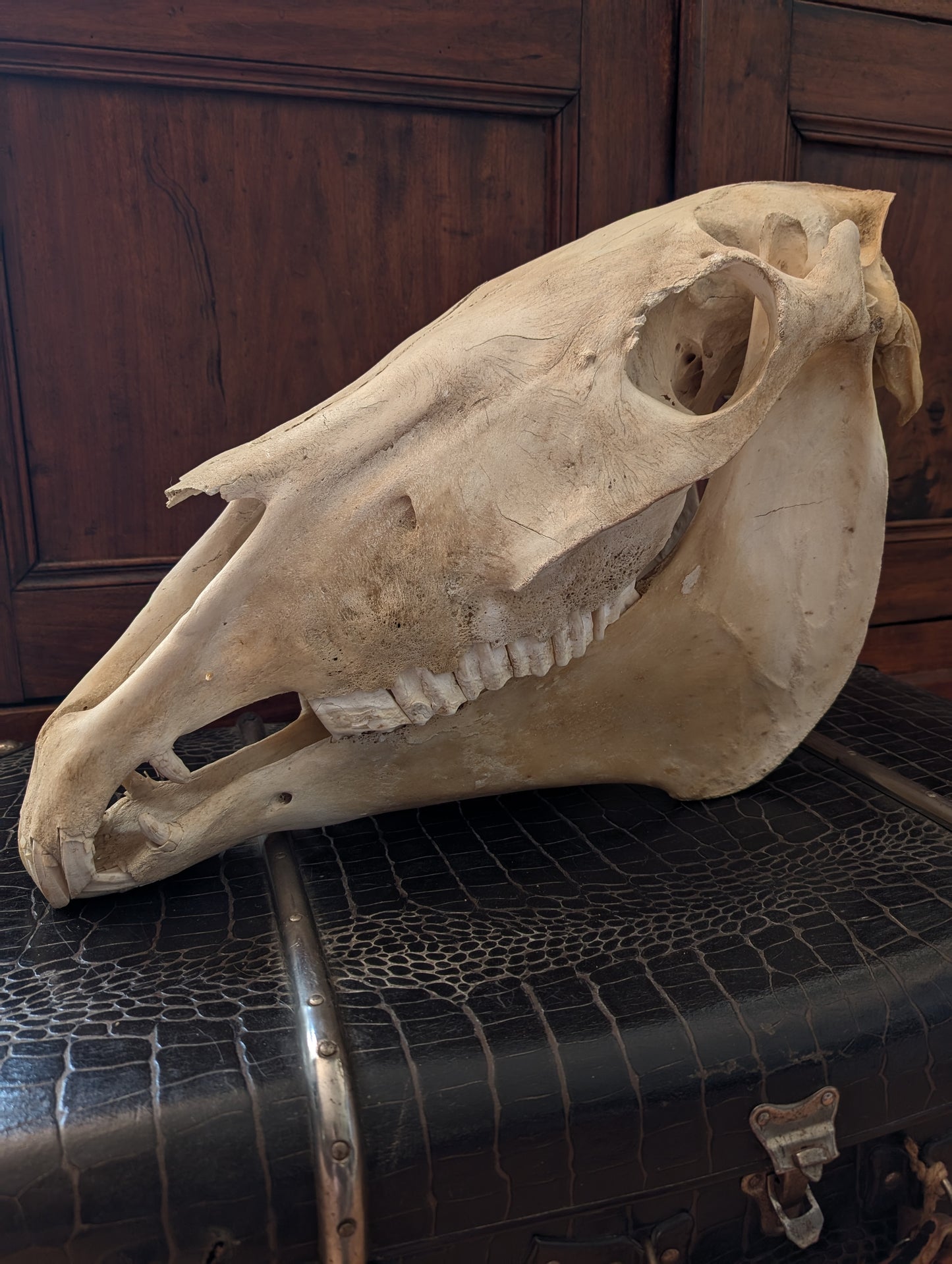 Old Horse Skull from 1950's