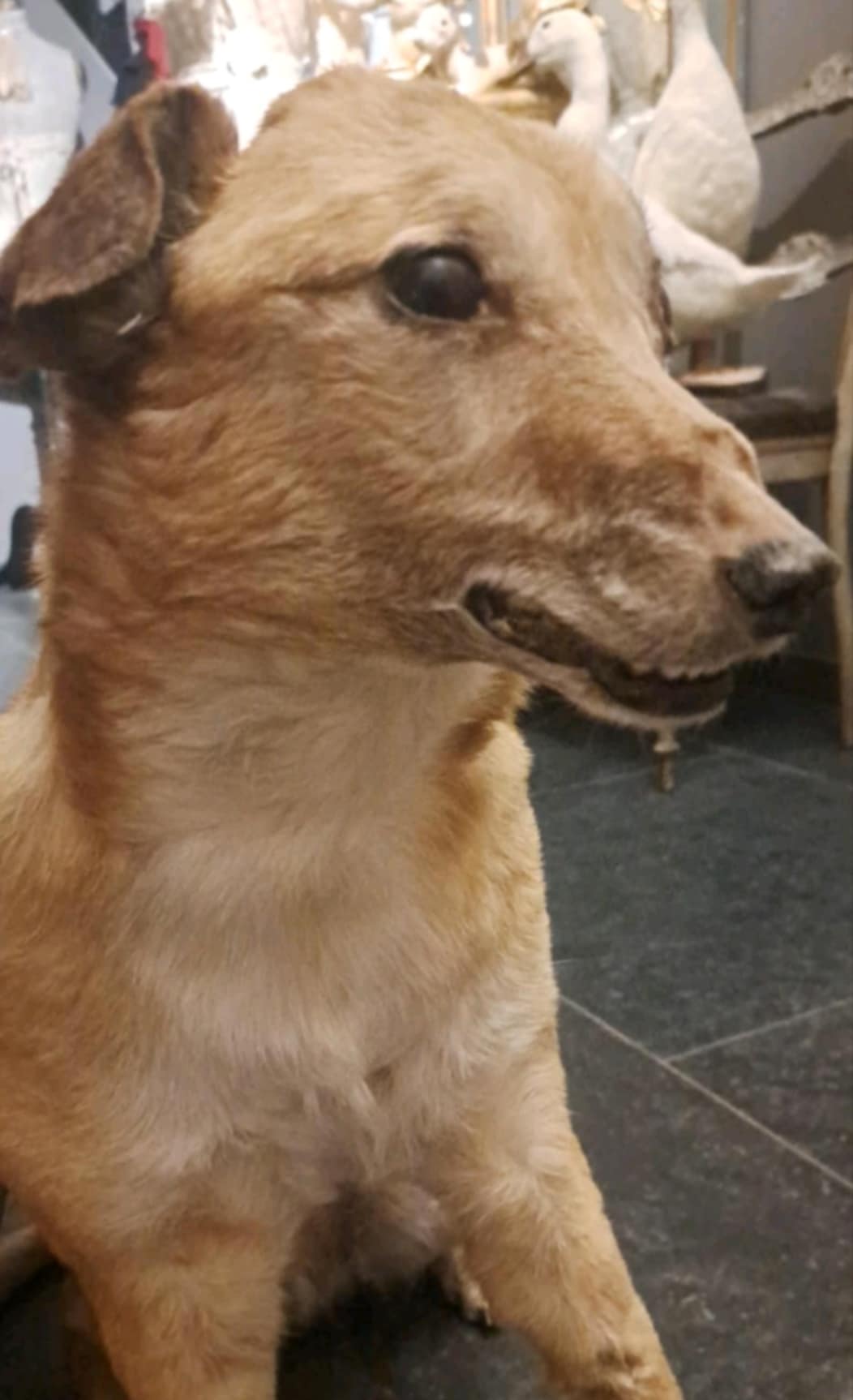 Dog taxidermy