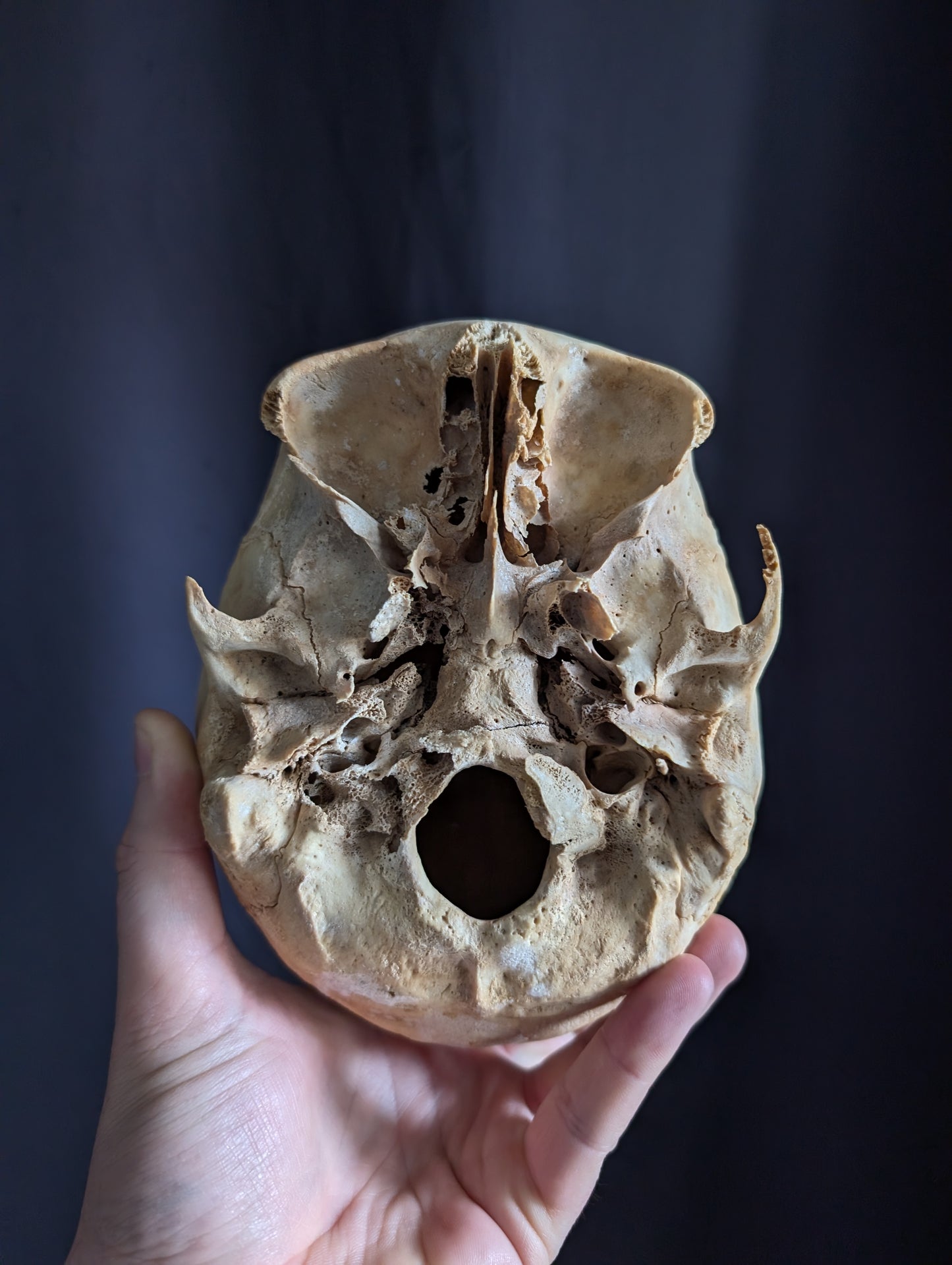 Antique skull from Italy (early 1900)