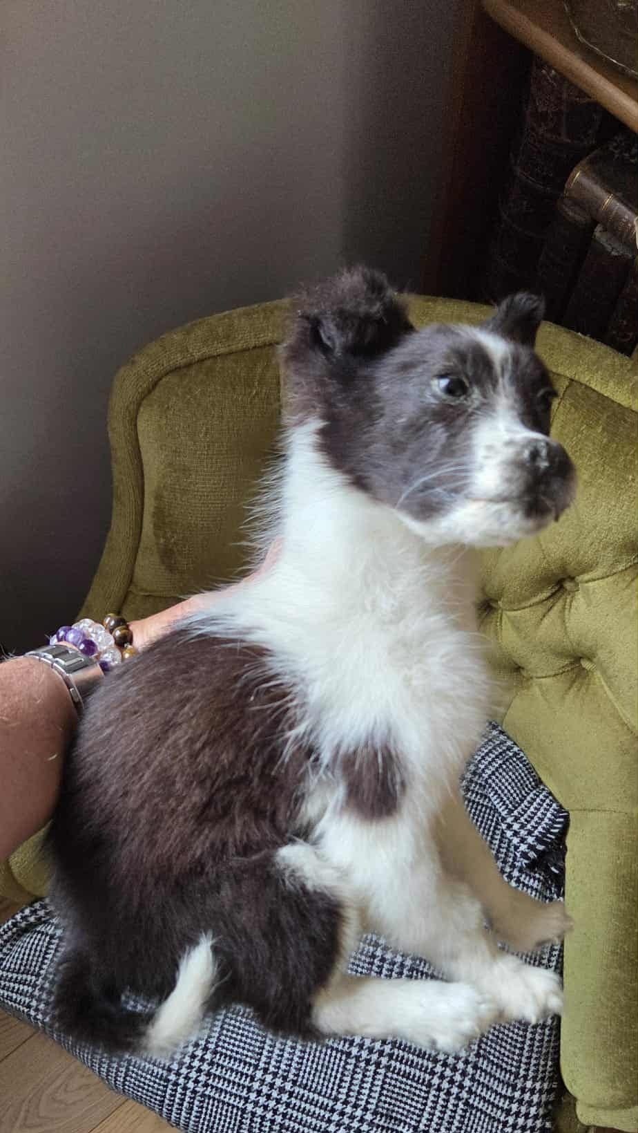 Young Border Collie dog taxidermy (rare)