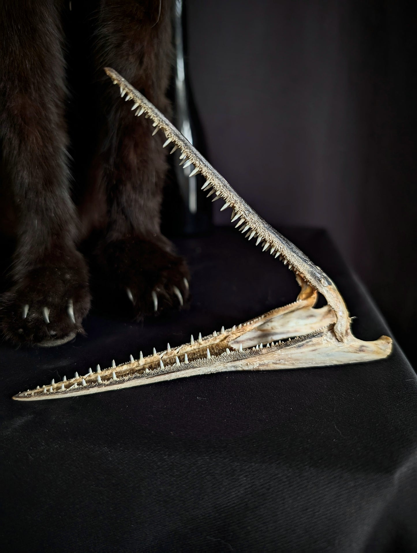 Garfish (Belone Belone) teeth