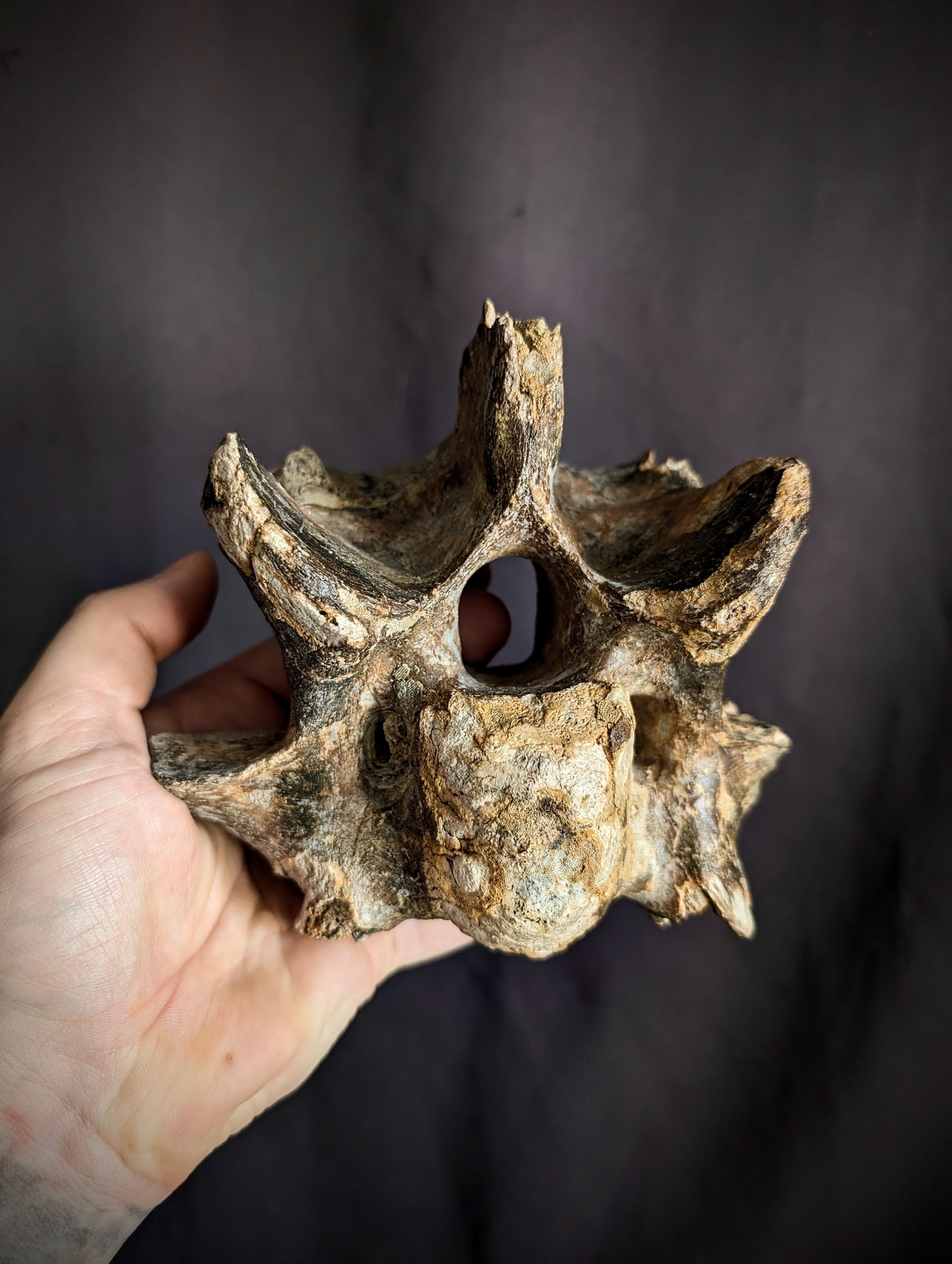 50 000-years old Bison Vertebrae fossil #2