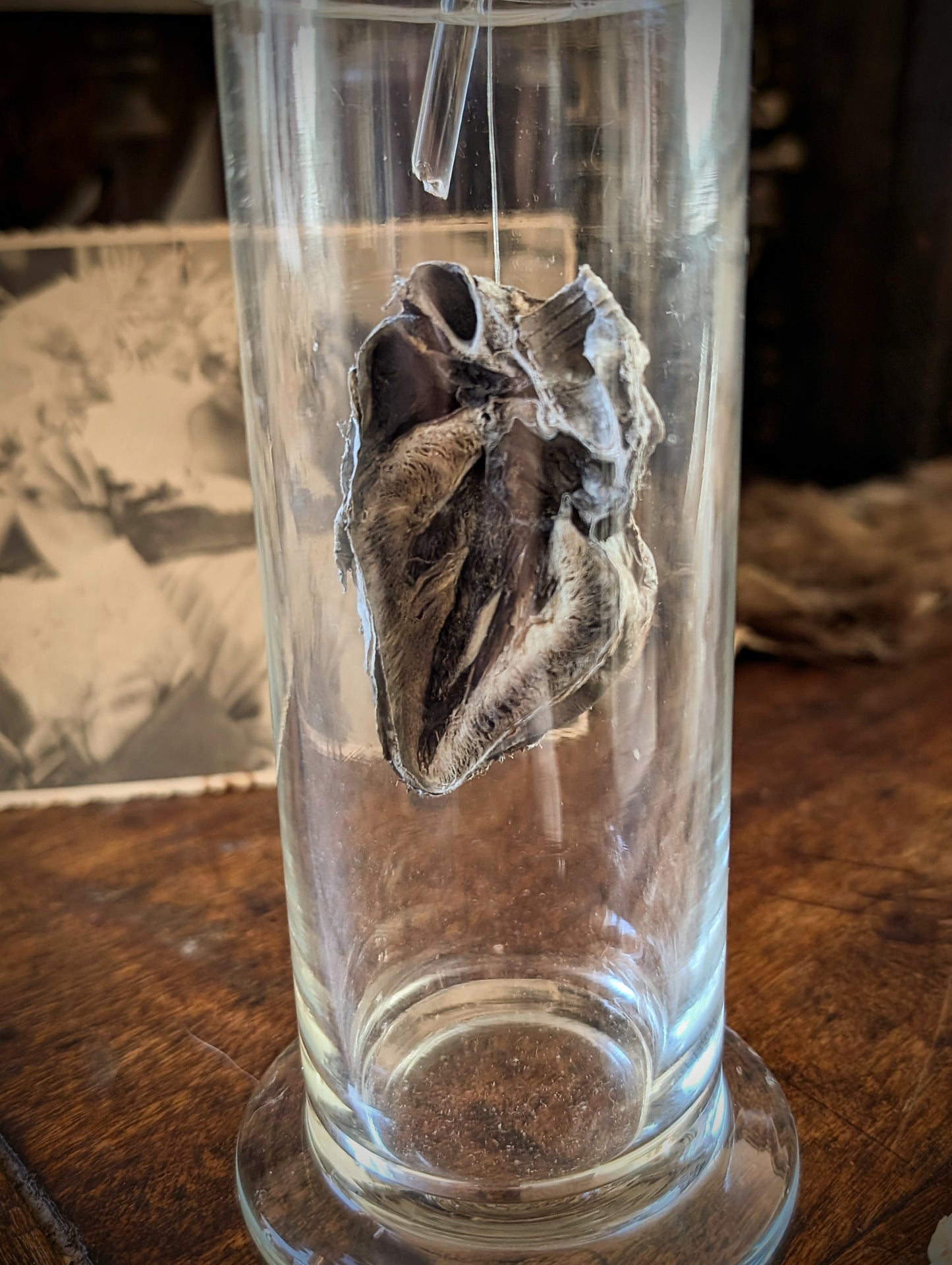 Old mummified and dissected wallaby heart