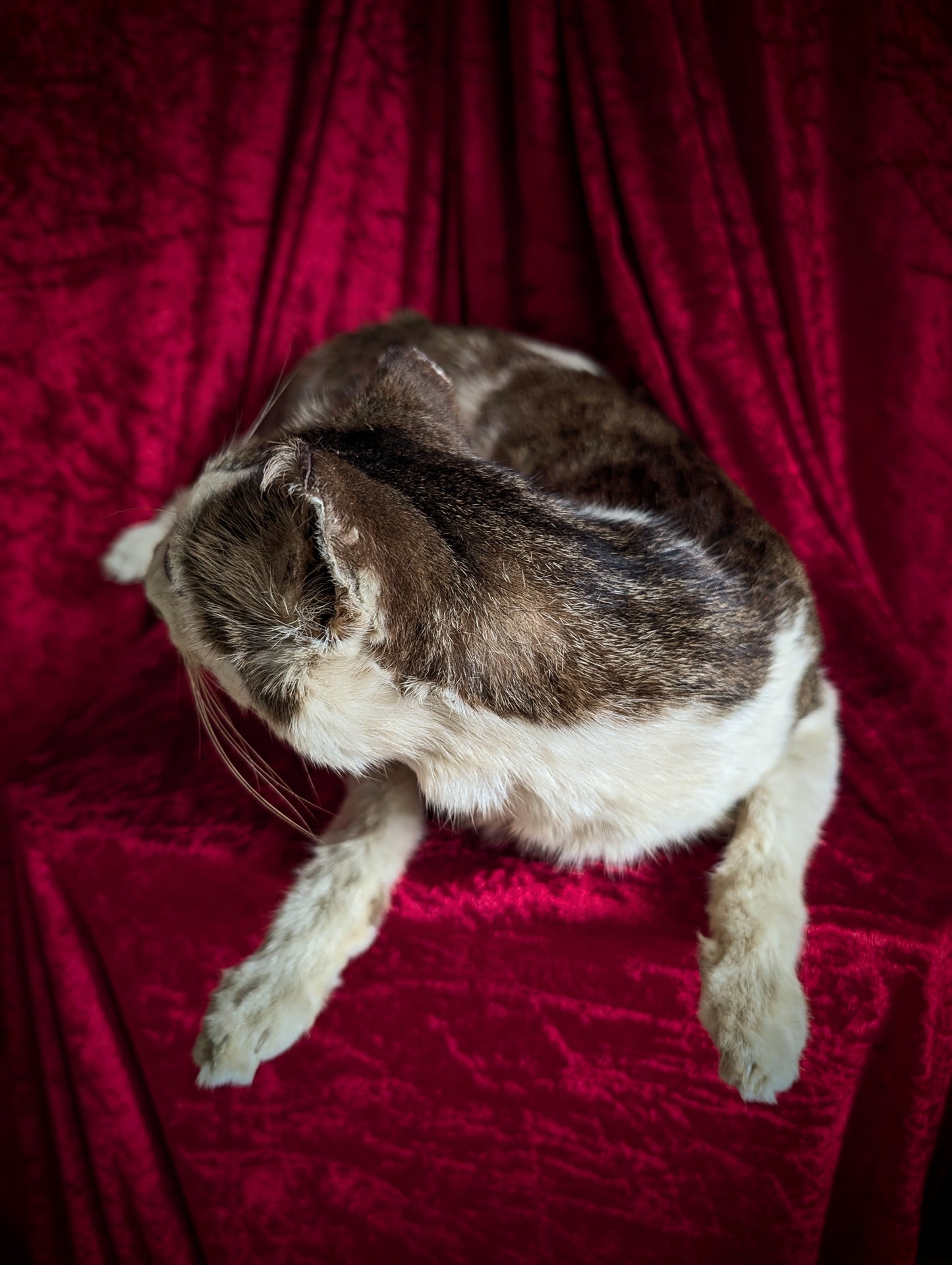 Down syndrome Cat taxidermy