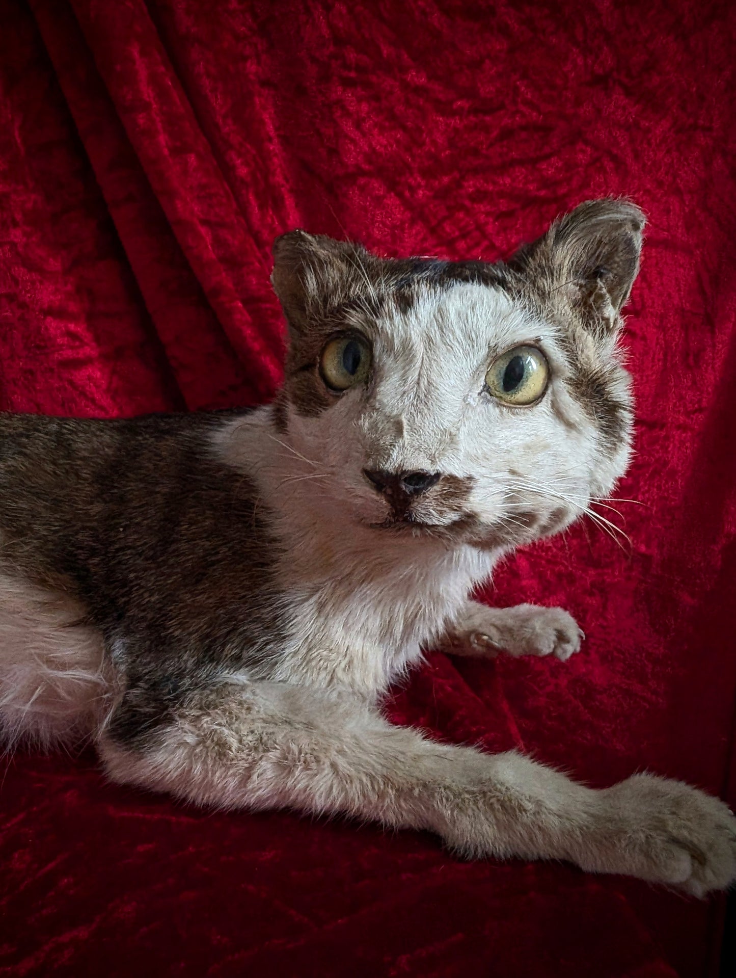 Down syndrome Cat taxidermy