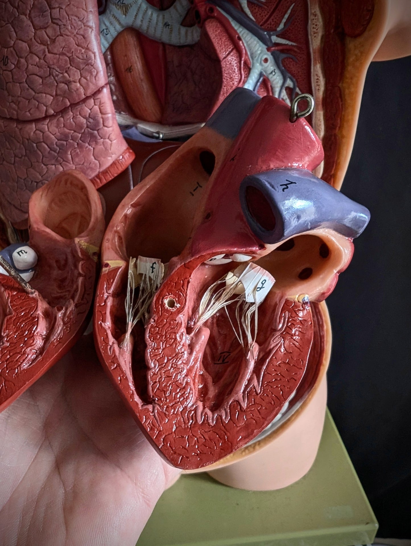 Vintage anatomical model from Germany