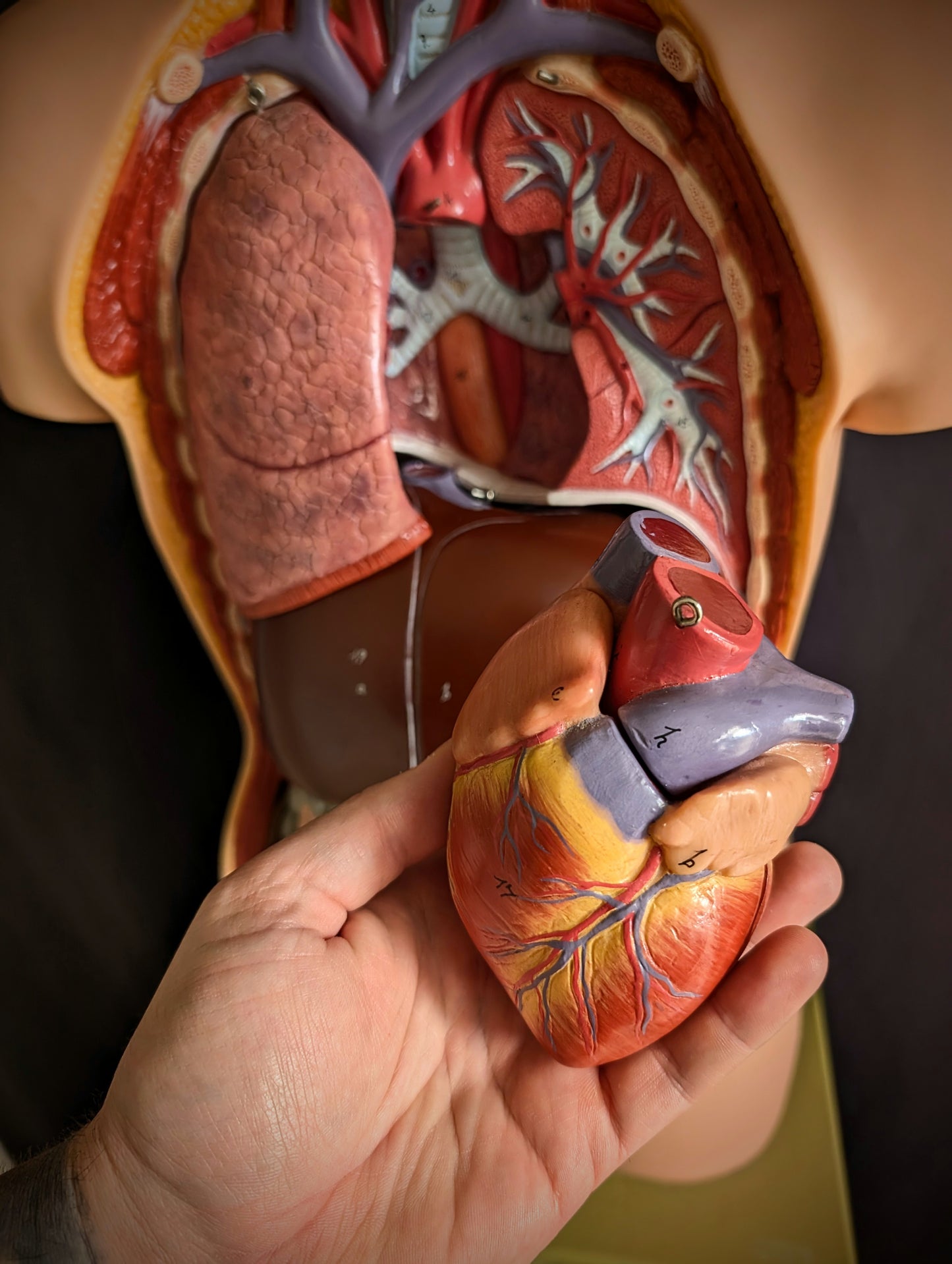 Vintage anatomical model from Germany