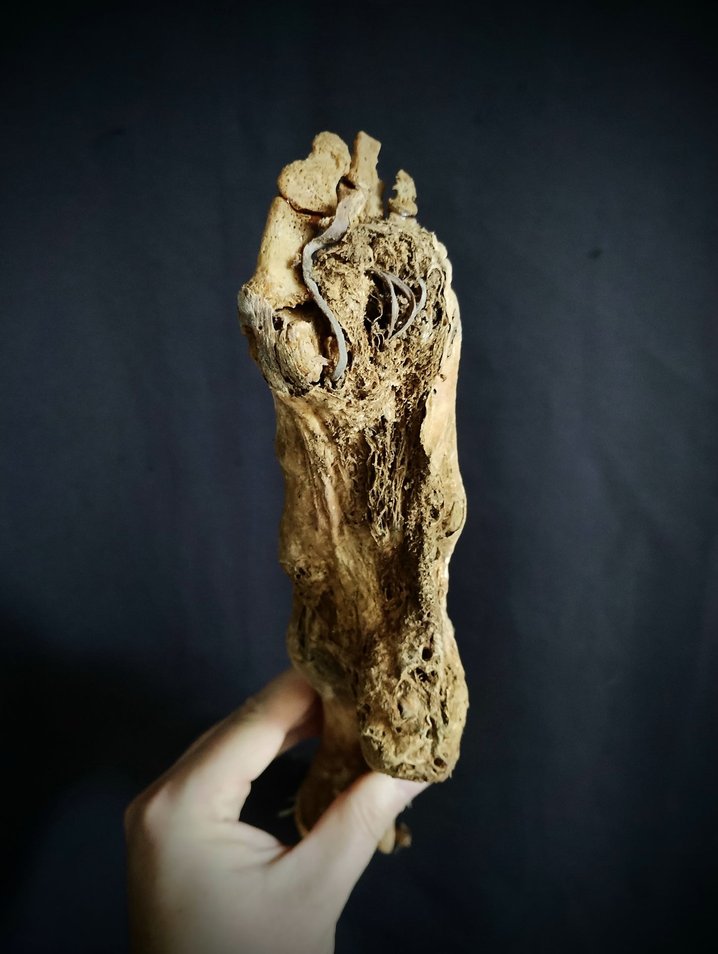 Rare ancient dissected leg mummified from 19th (Spain)