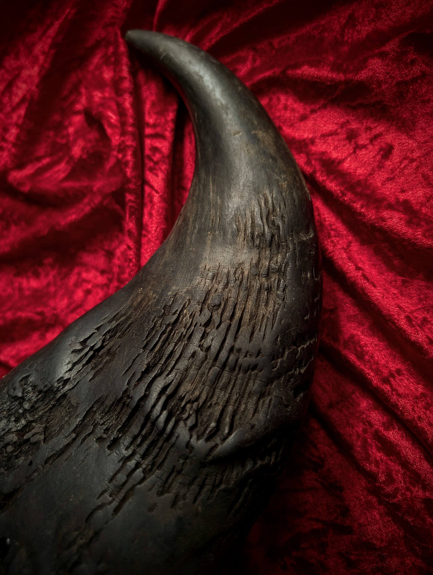 African Buffalo Skull 60cm