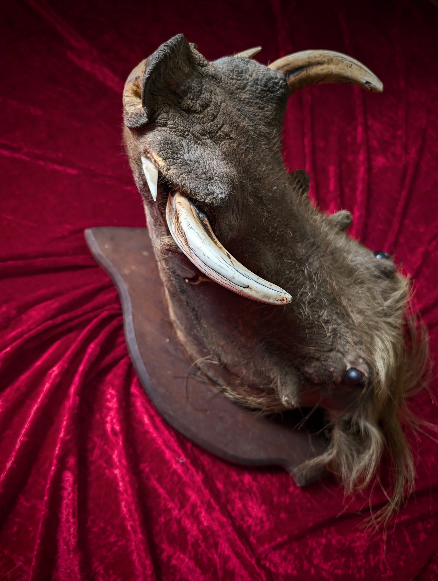 Warthog head, vintage taxidermy from the 1970's