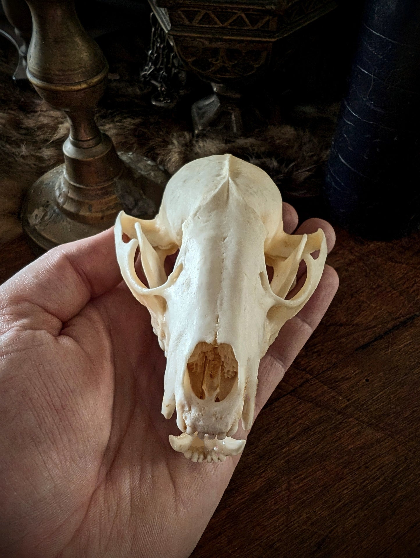 Raccoon Skull