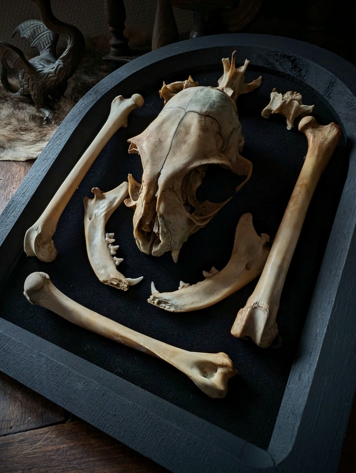 Cat skull and bones displayed in a black arched frame