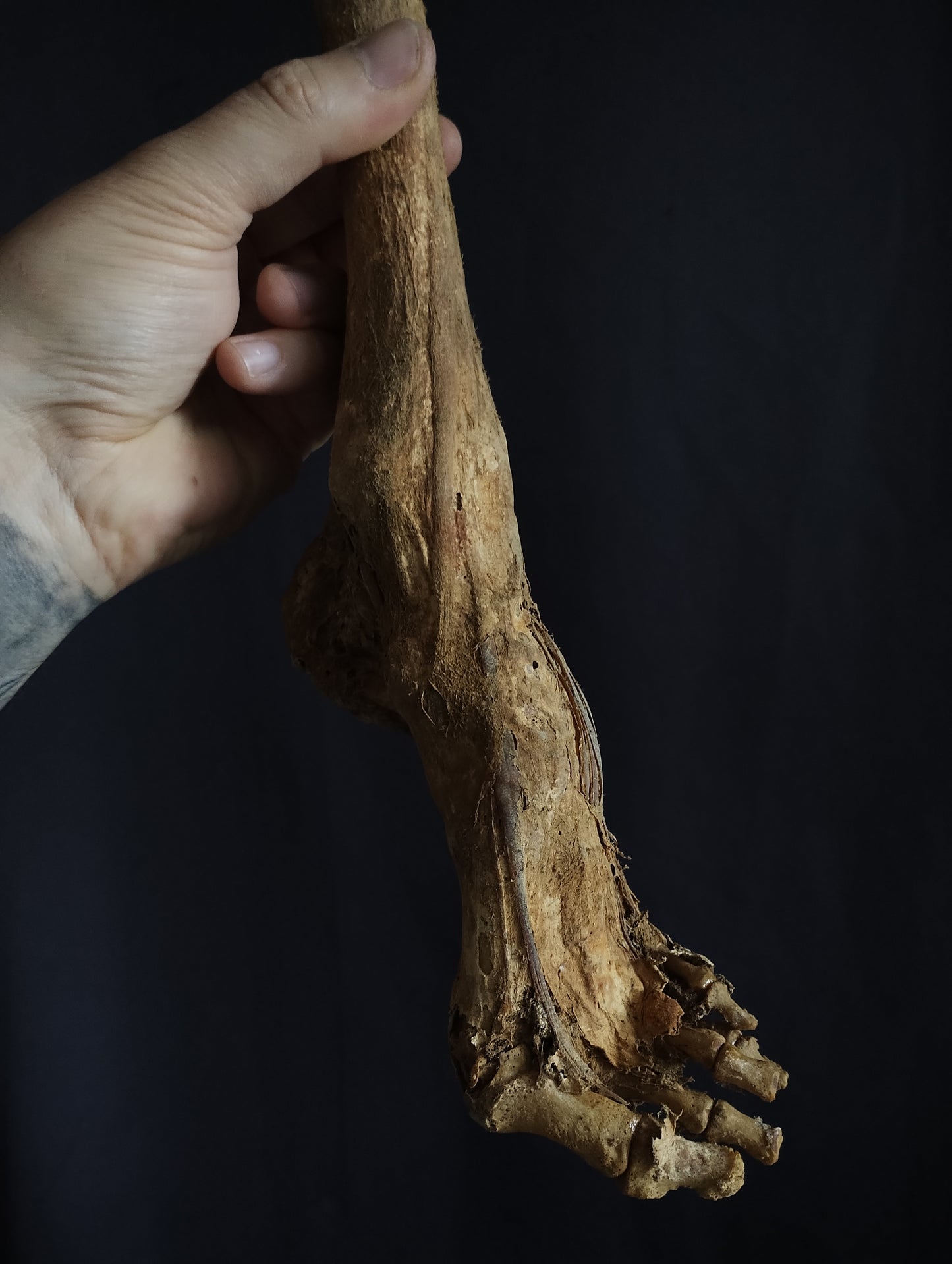 Rare ancient dissected leg mummified from 19th (Spain)