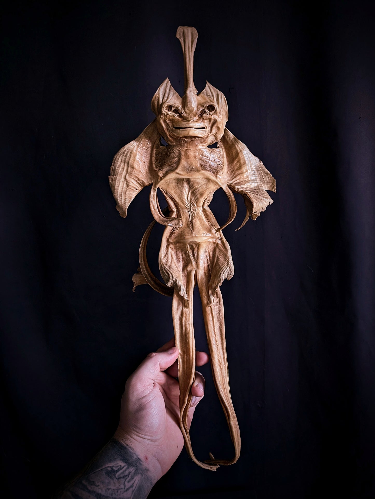 Old Devil Fish / Jenny Haniver 50cm