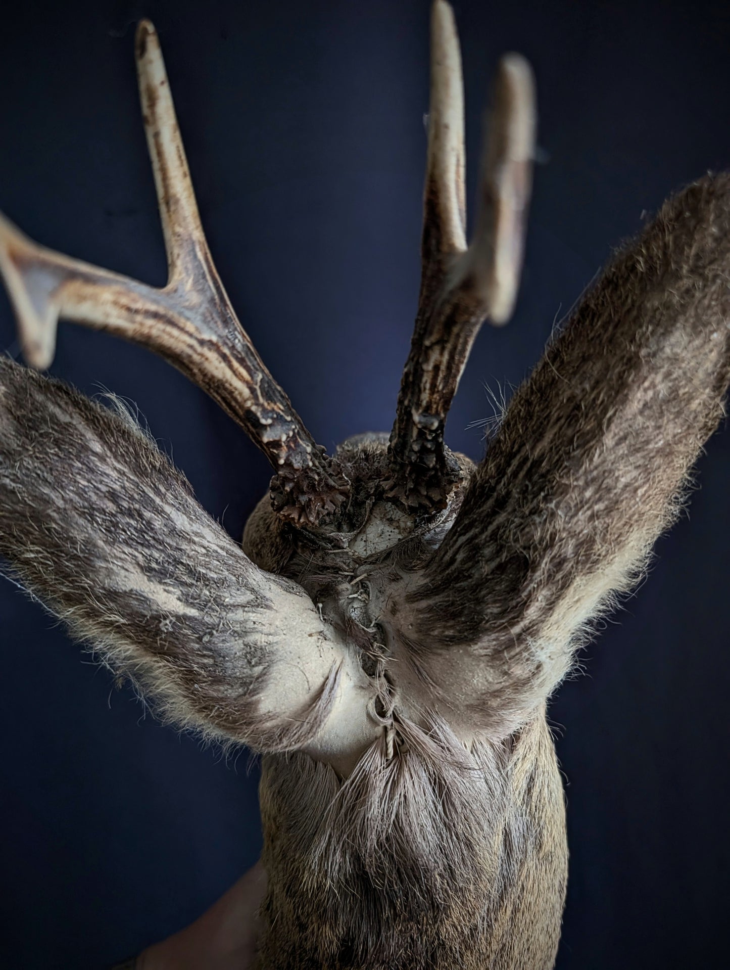 Vintage deer taxidermy