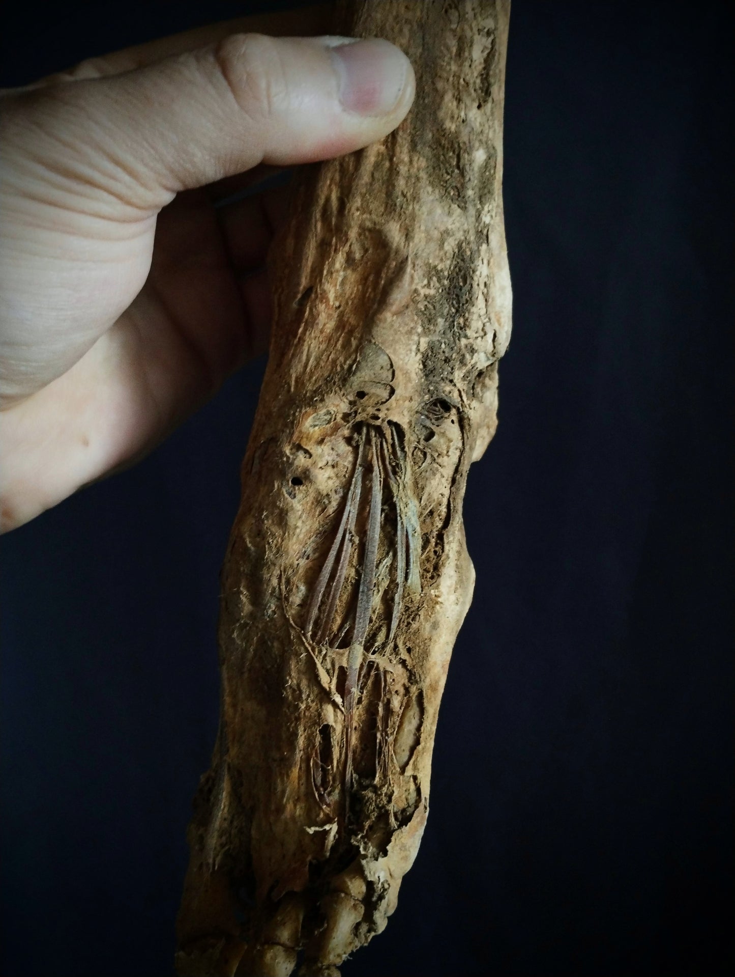 Rare ancient dissected leg mummified from 19th (Spain)