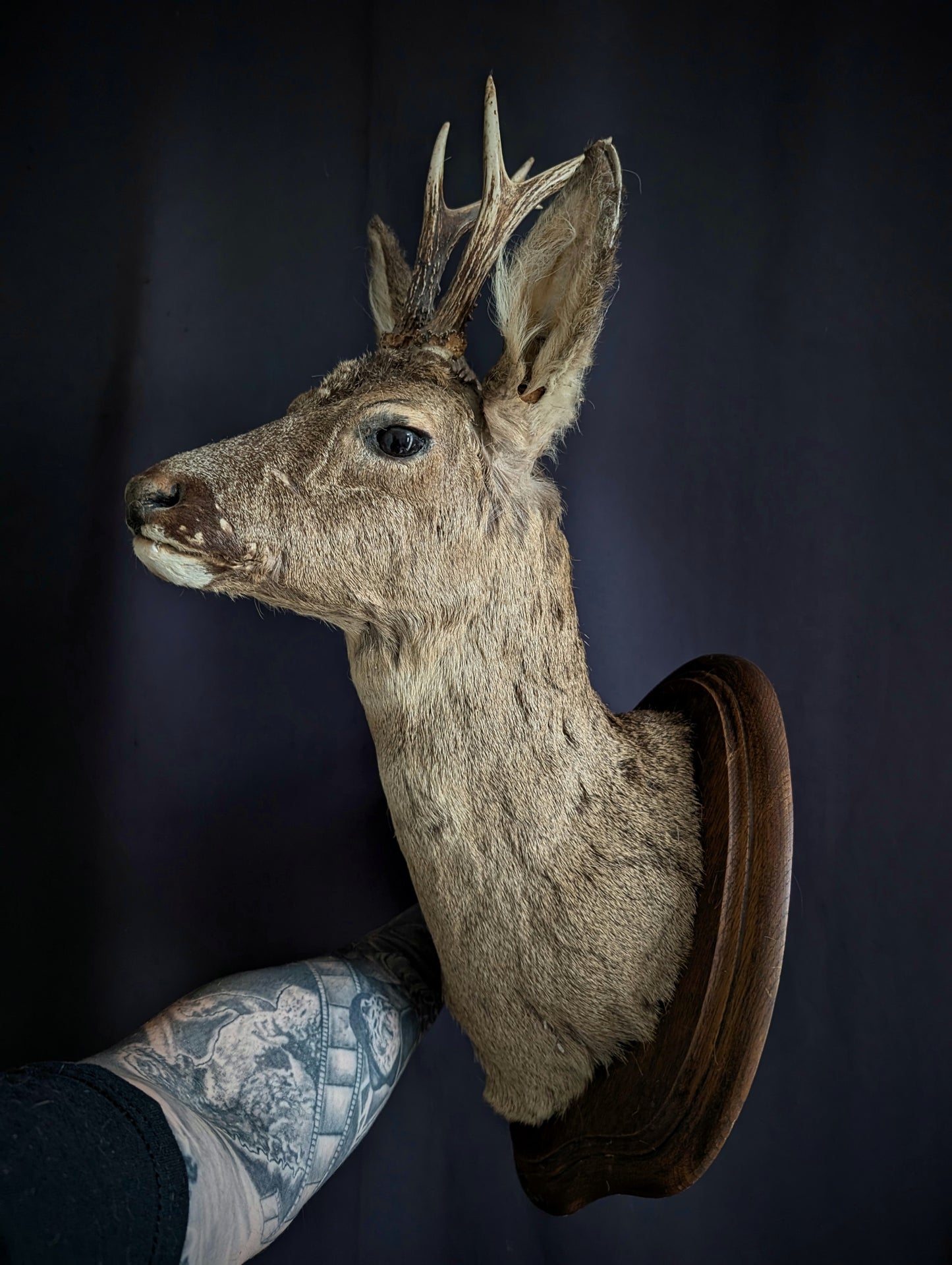 Vintage deer taxidermy