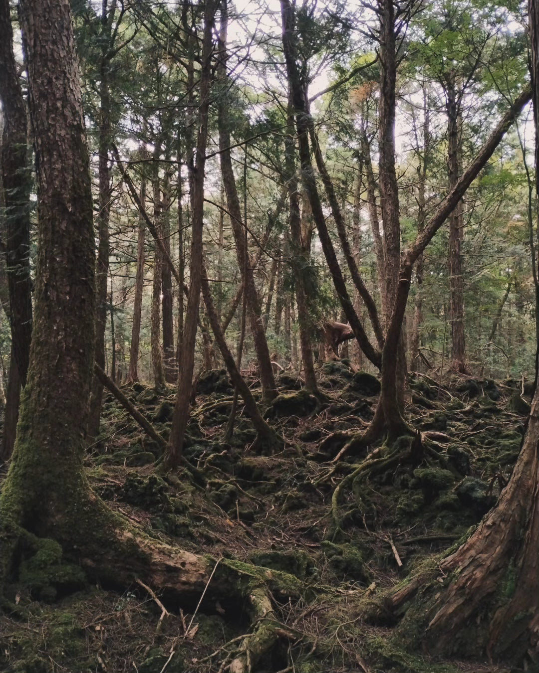 1 meter of white string from the Suicide Forest Aokigahara in Japan