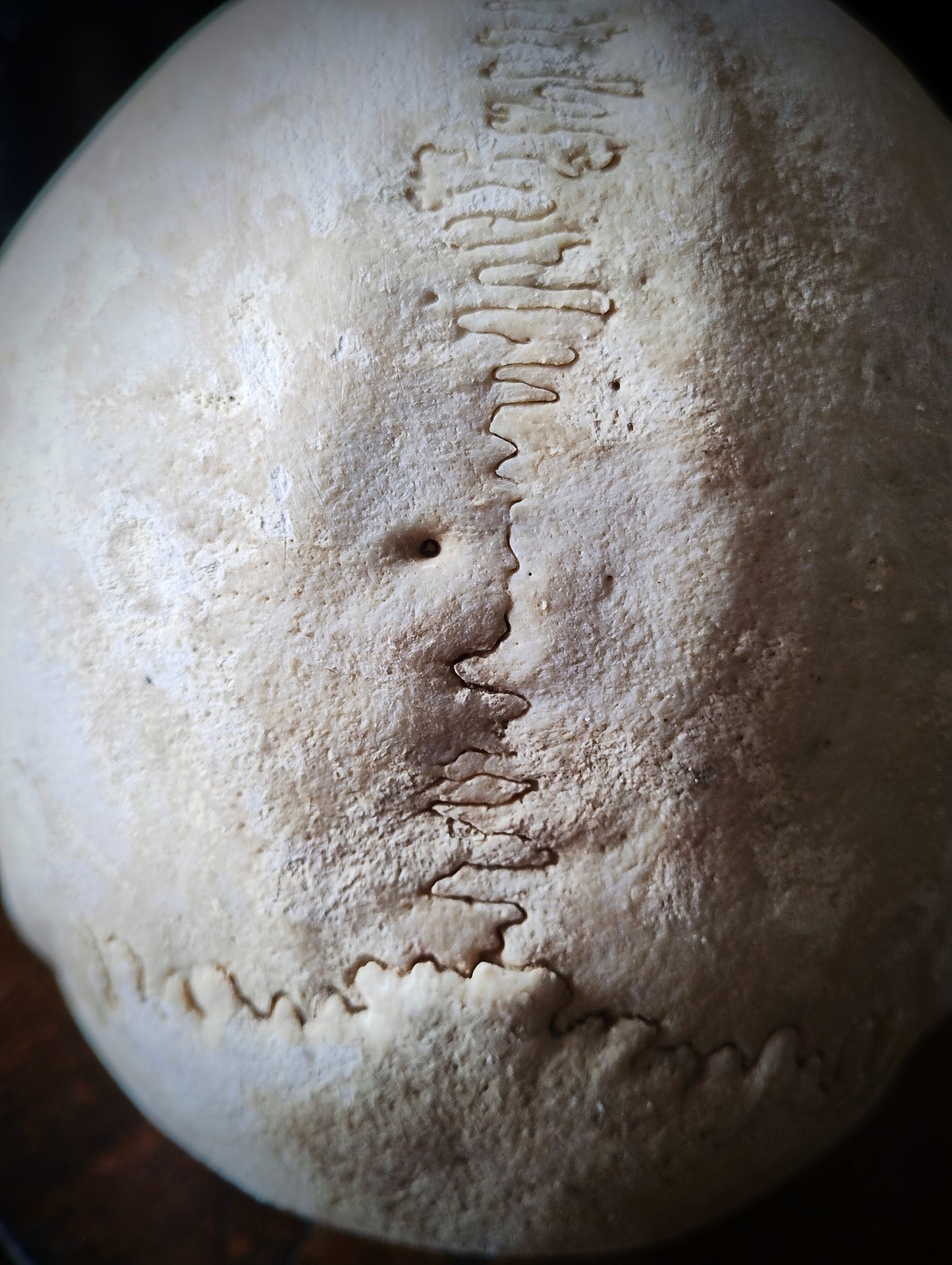 Vampire Skull from Austria