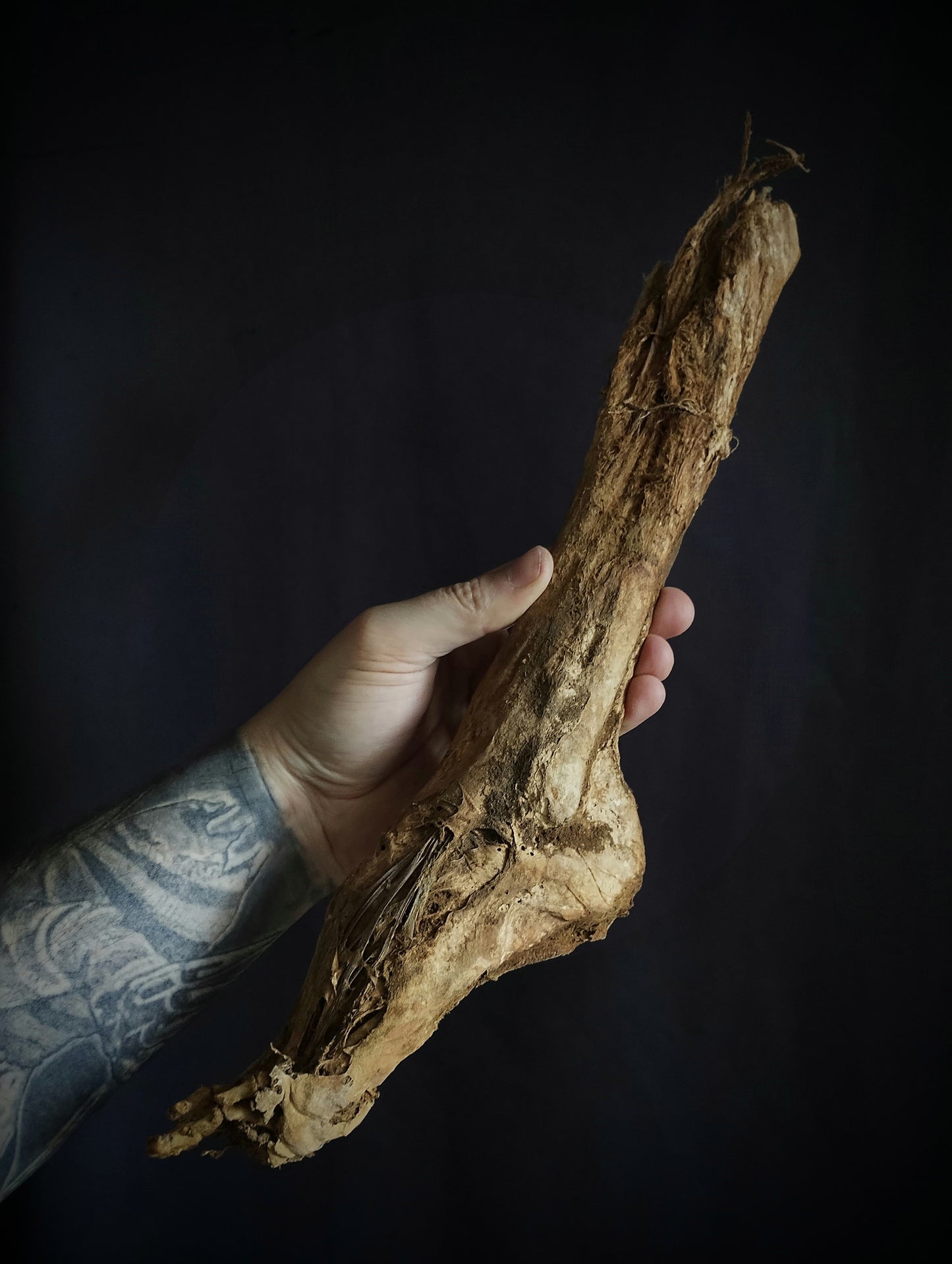 Rare ancient dissected leg mummified from 19th (Spain)