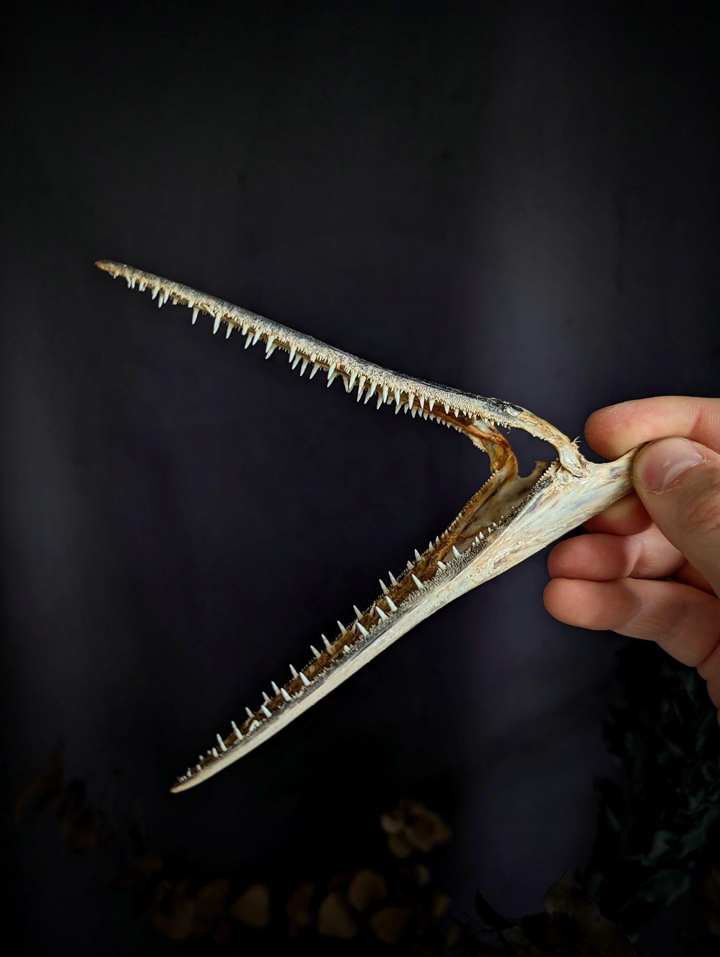 Garfish (Belone Belone) teeth