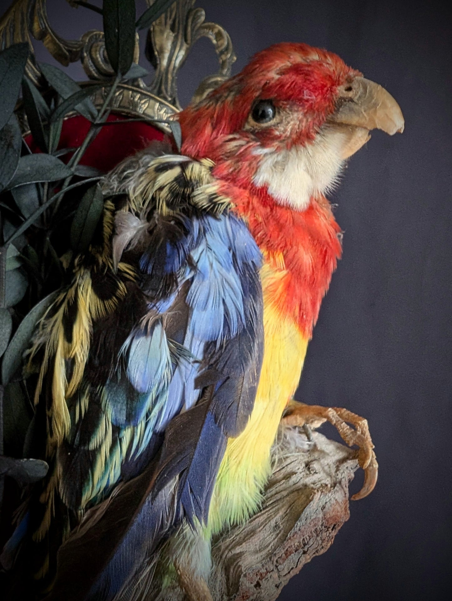 Old platycercus eximius parakeet on a baroque frame (1960's taxidermy)