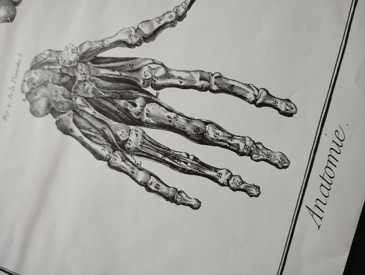 Old 19th anatomy lithograph set #1