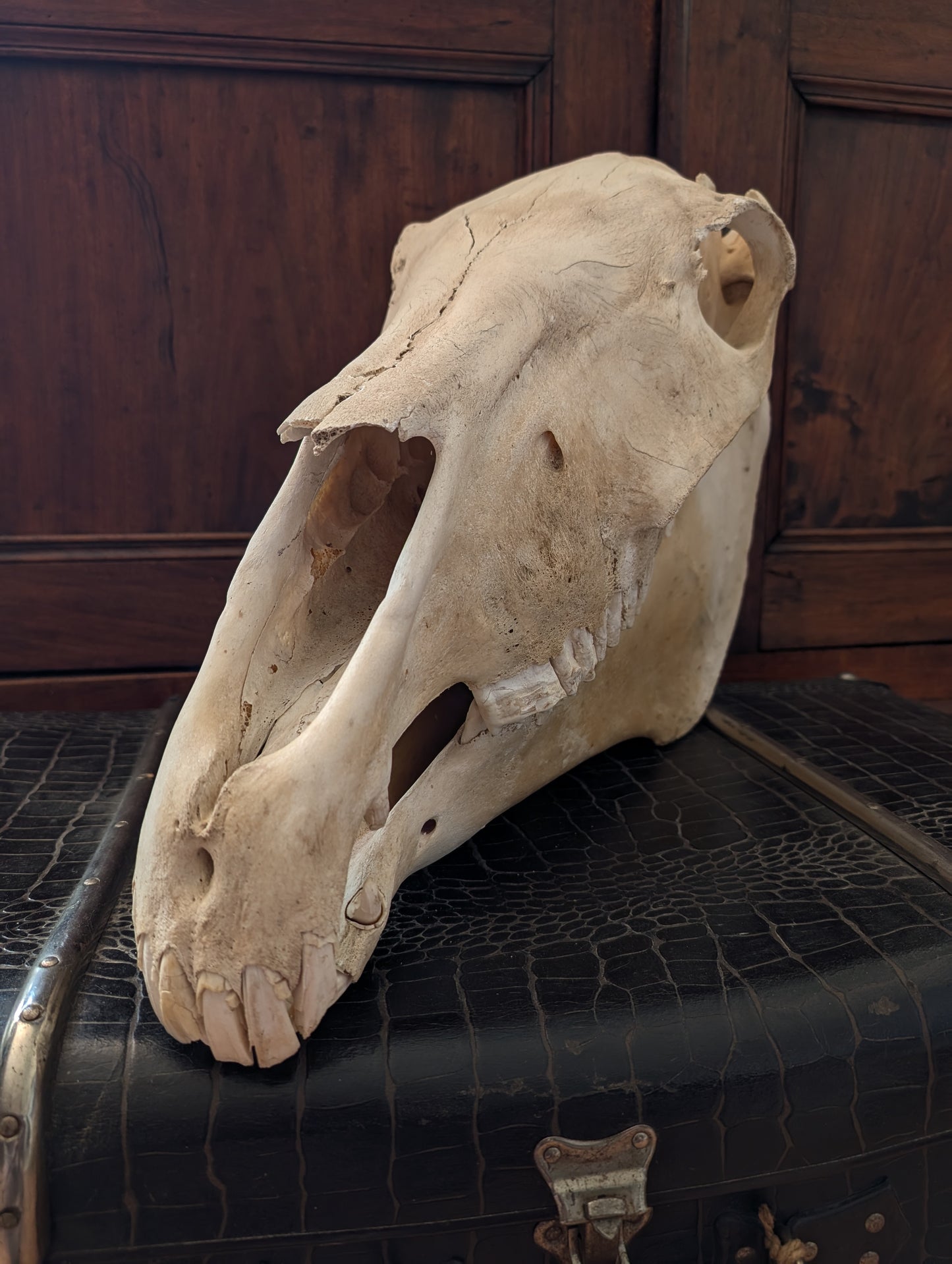 Old Horse Skull from 1950's