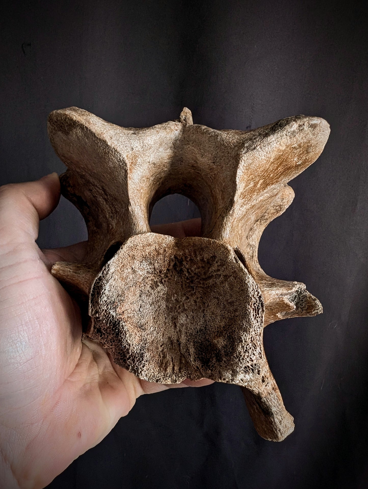 50 000-years old Bison Vertebrae fossil #1