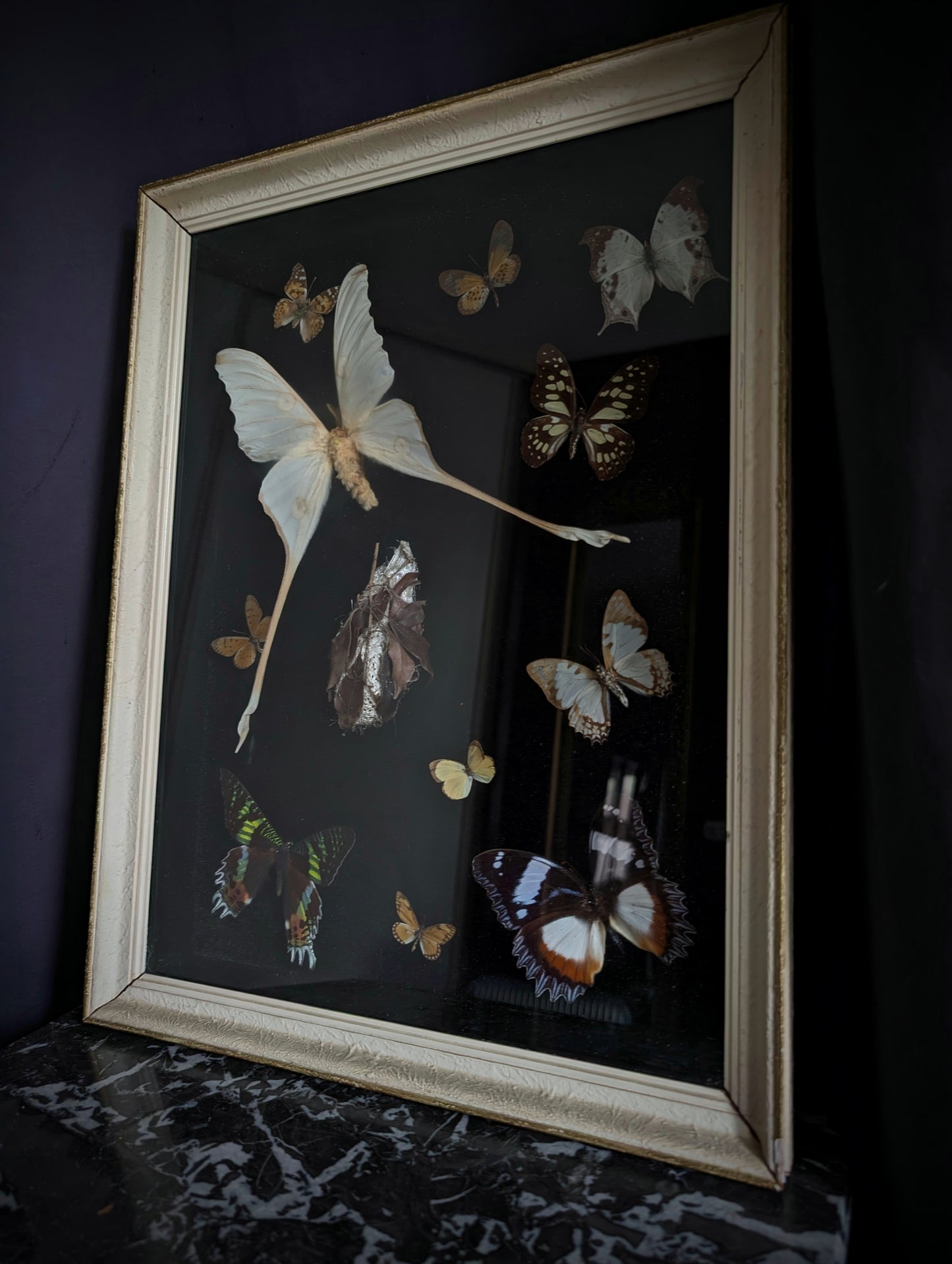 Antique butterfly entomological display case (mid-20th century, Actias Luna and others )