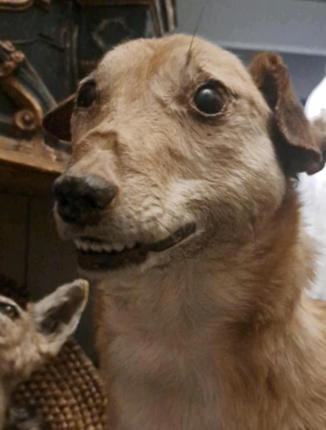 Dog taxidermy