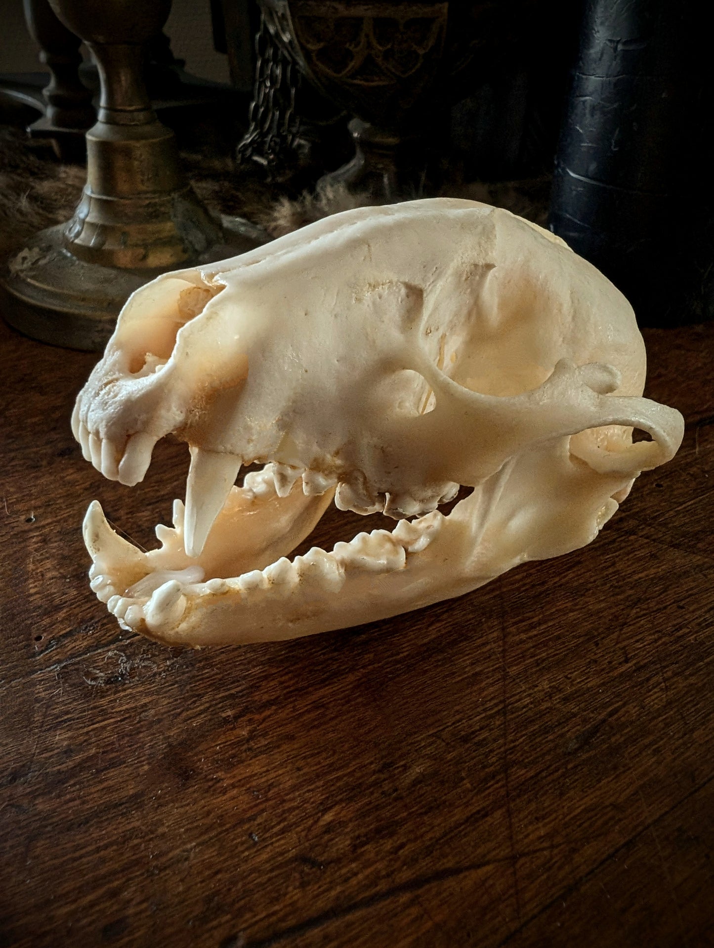 Raccoon Skull