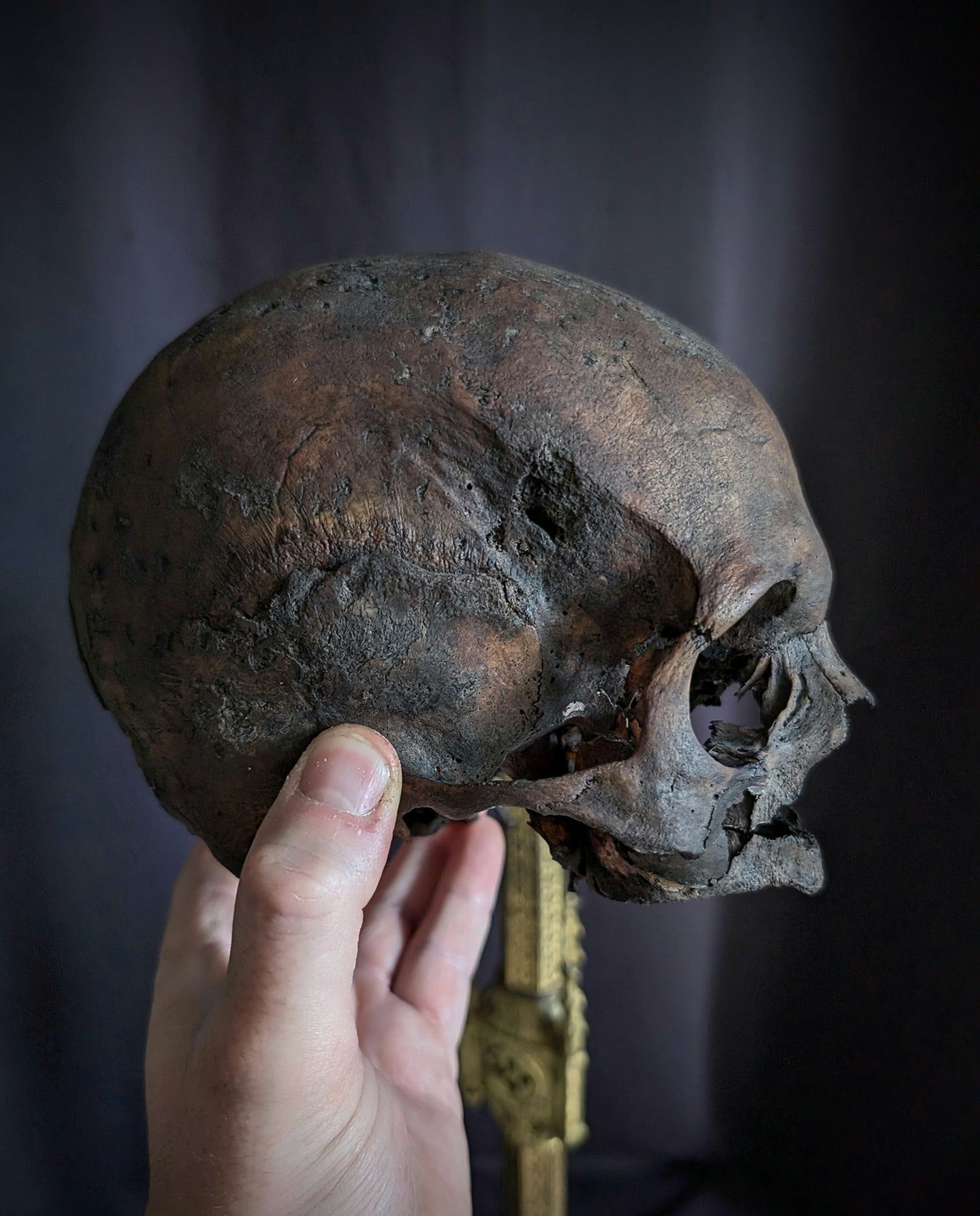 Antique geriatric skull with a dark patina, 19th century