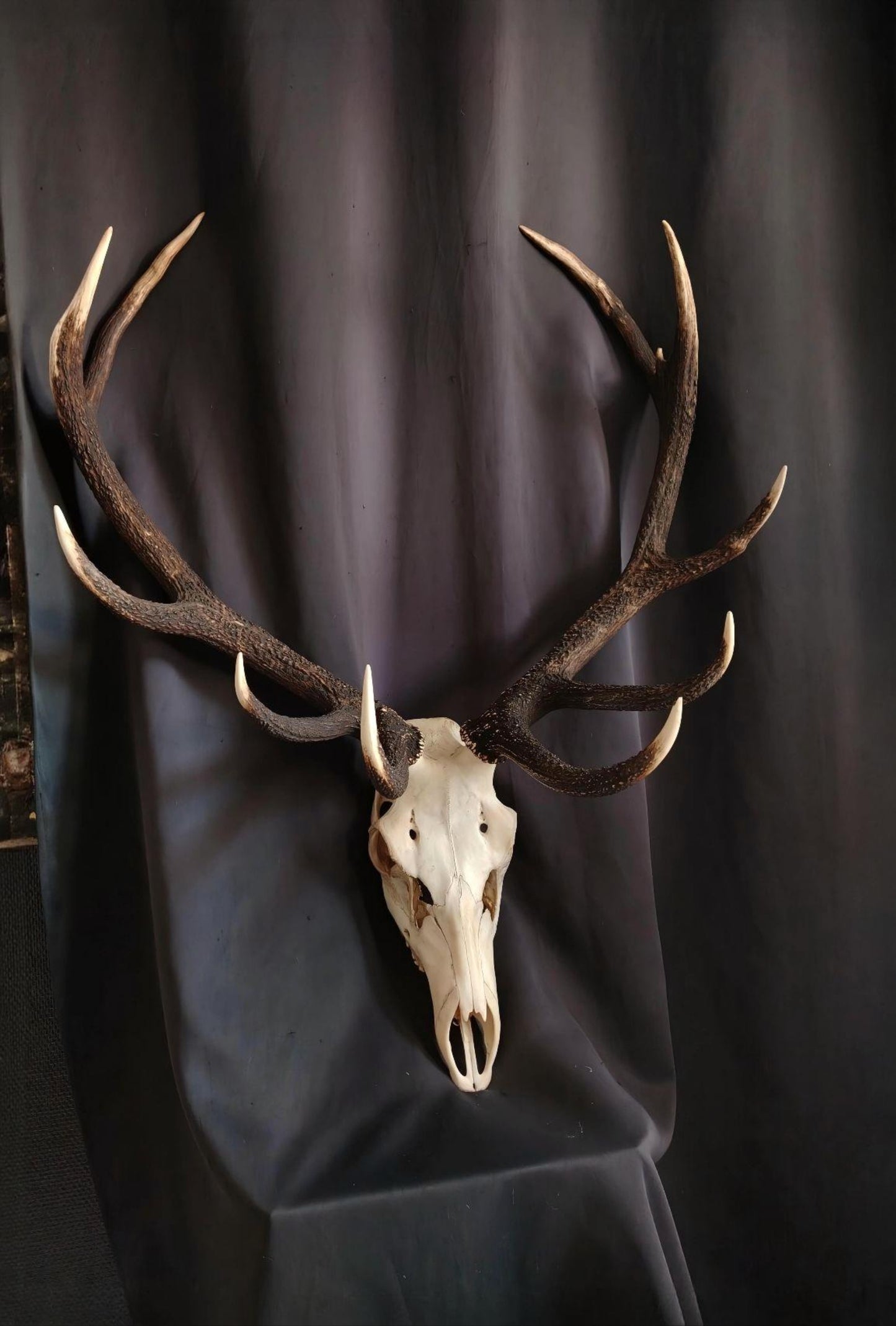 Deer Skull