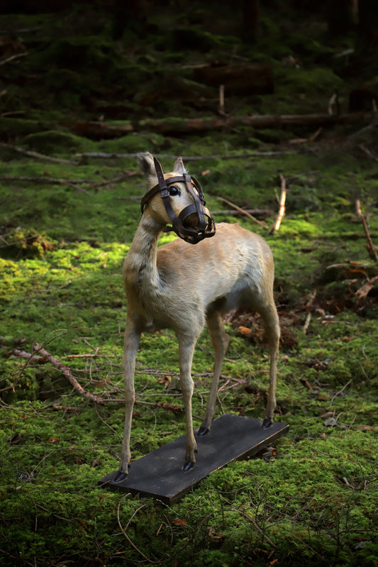 Deer taxidermy vintage