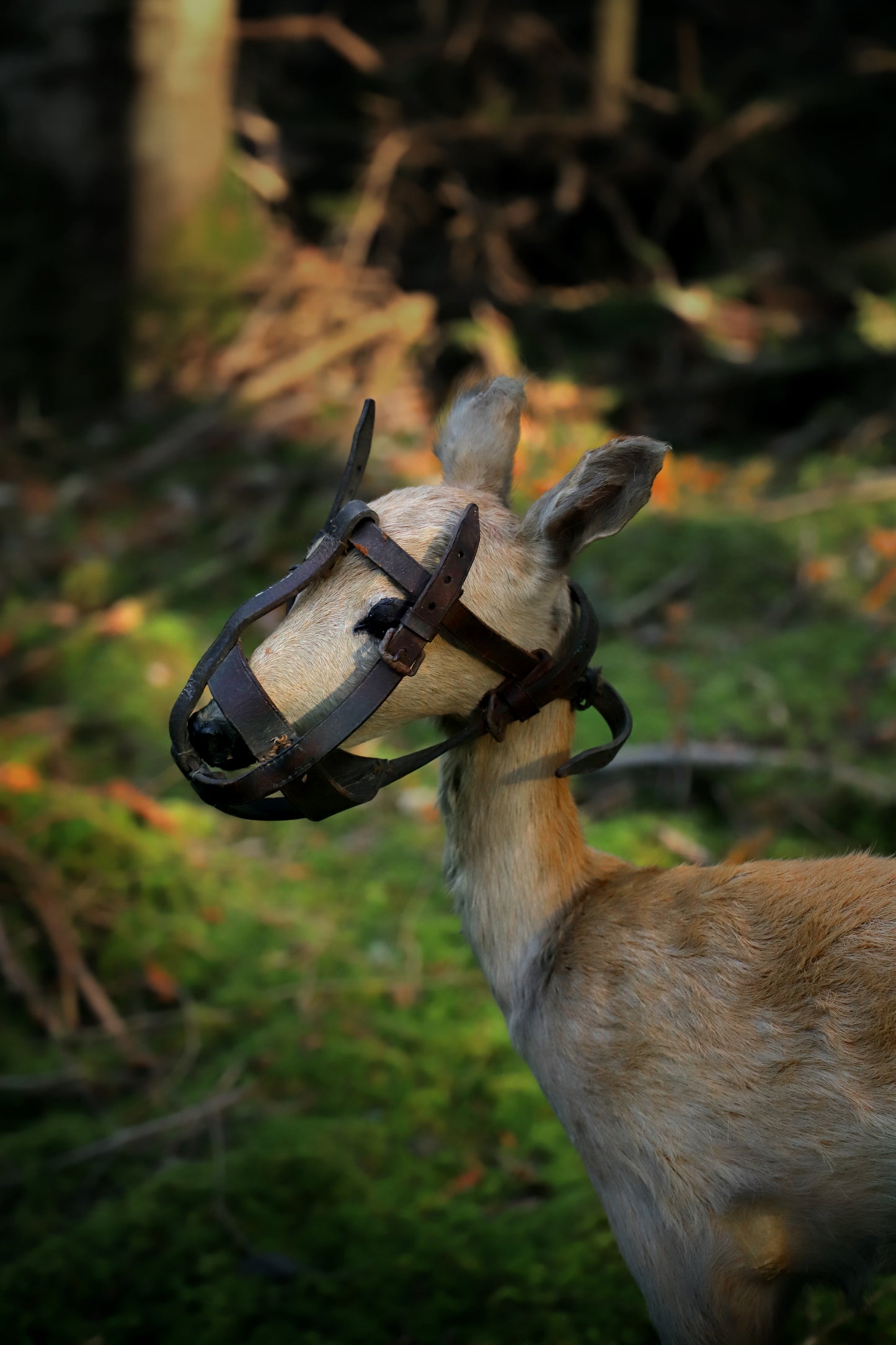 Deer taxidermy vintage