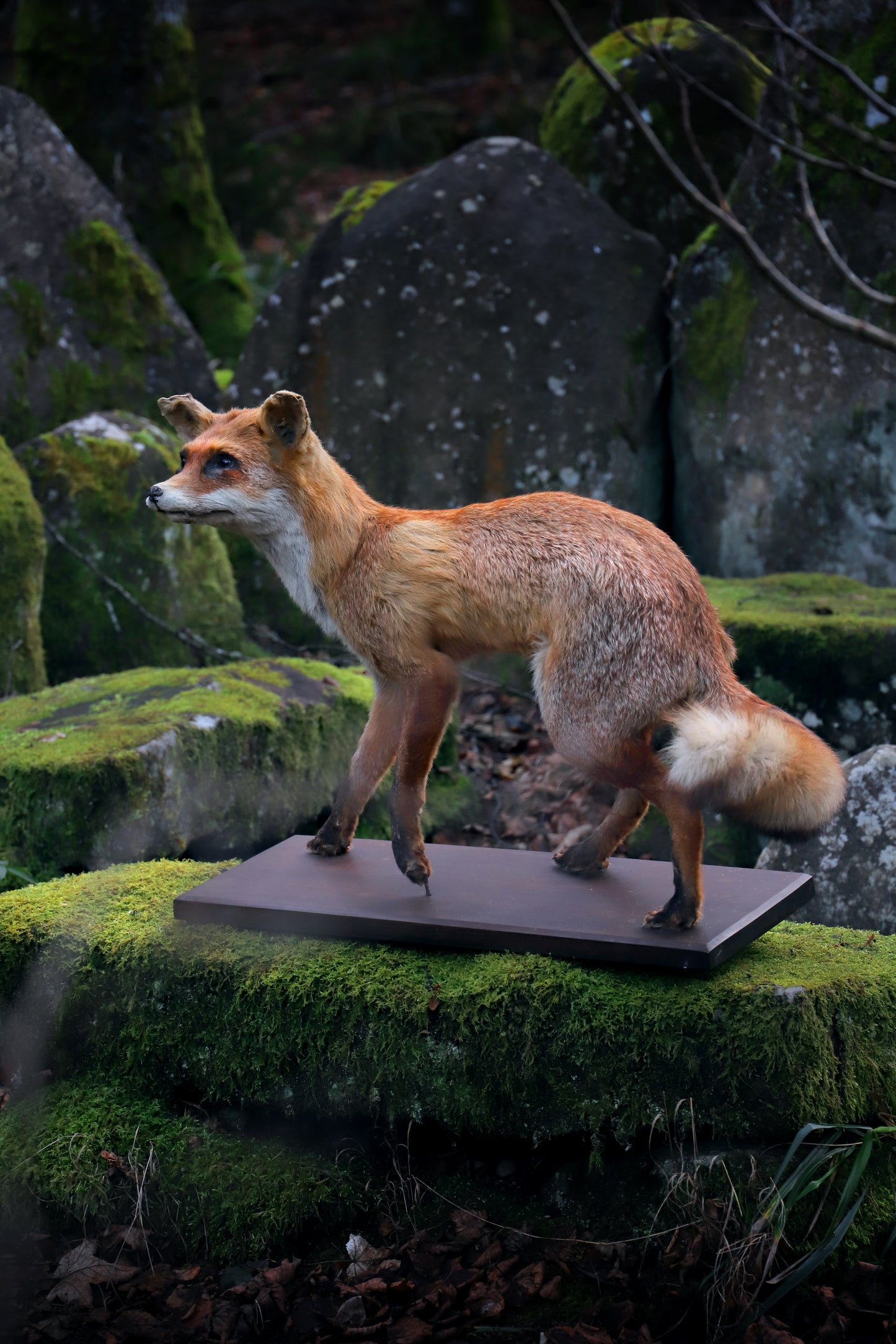 Fox taxidermy fullmount on base